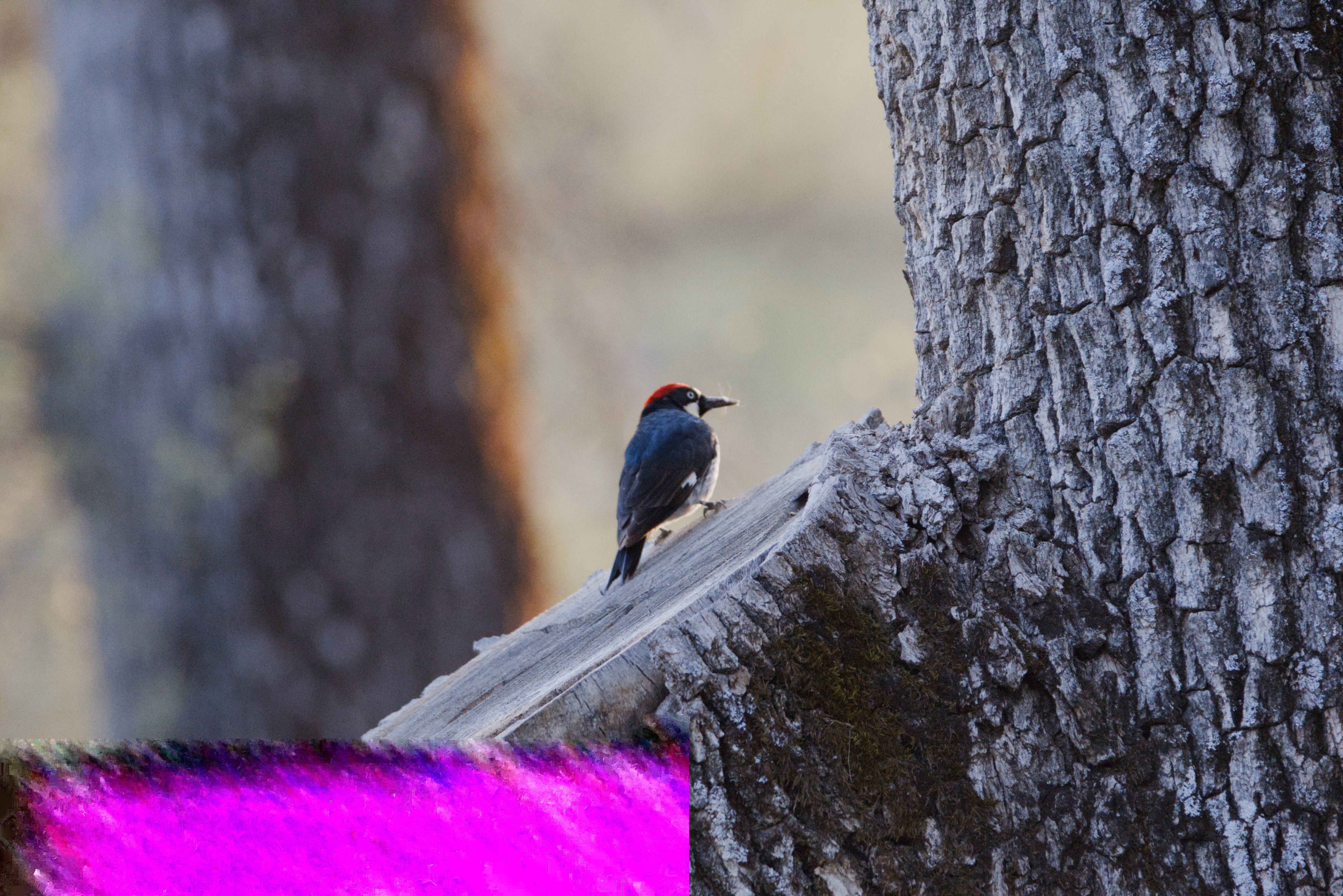 Acorn Woodpecker photograph 1