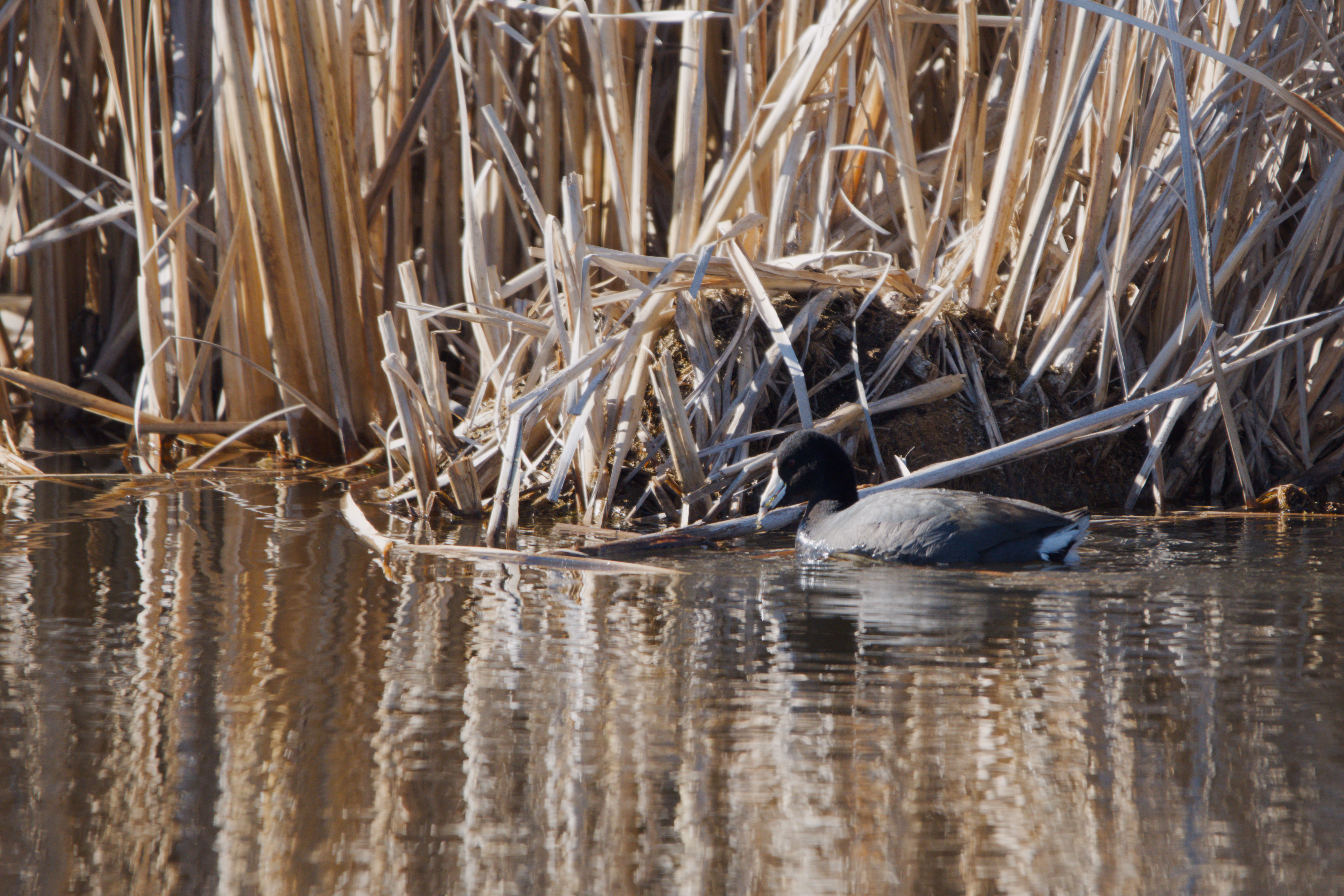 American Coot photograph 1