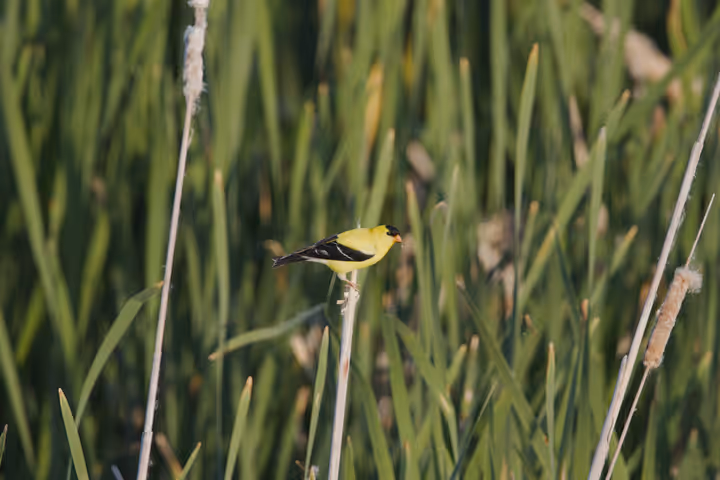 American Goldfinch recent capture