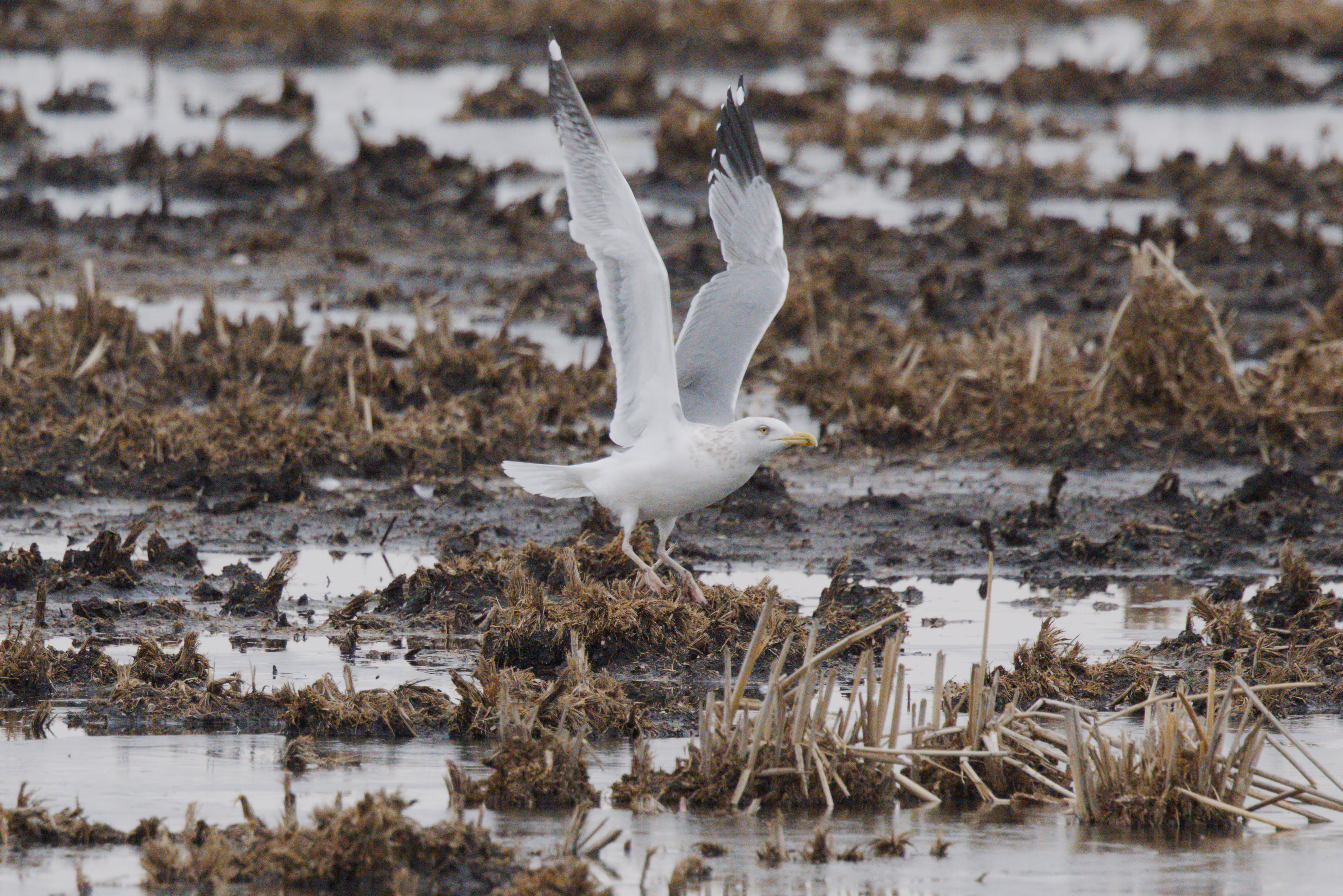 American Herring Gull photograph 1