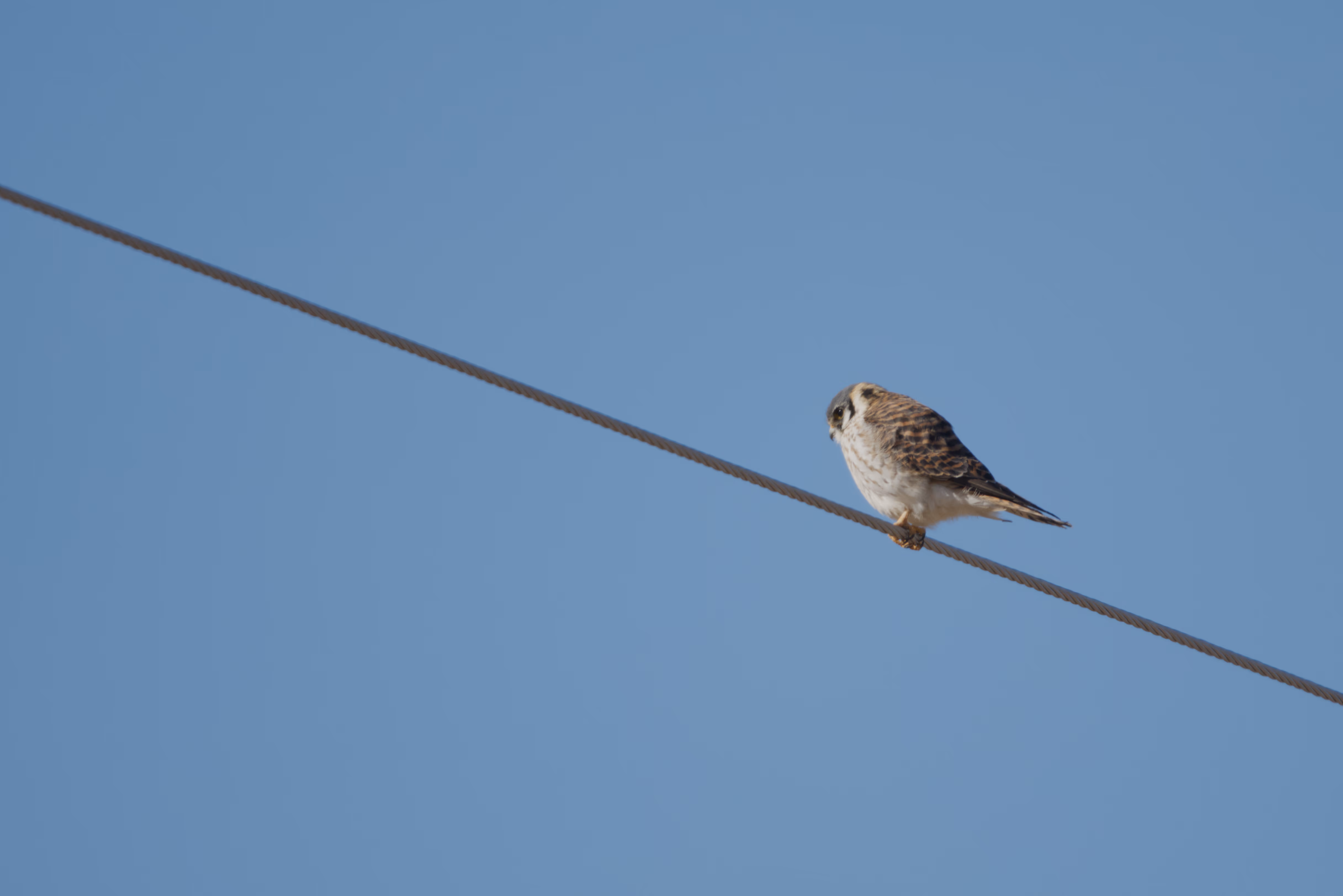American Kestrel photograph 2