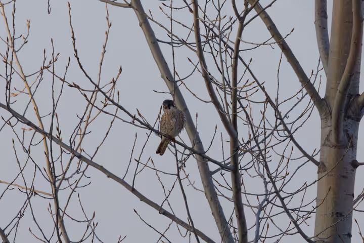 American Kestrel recent capture