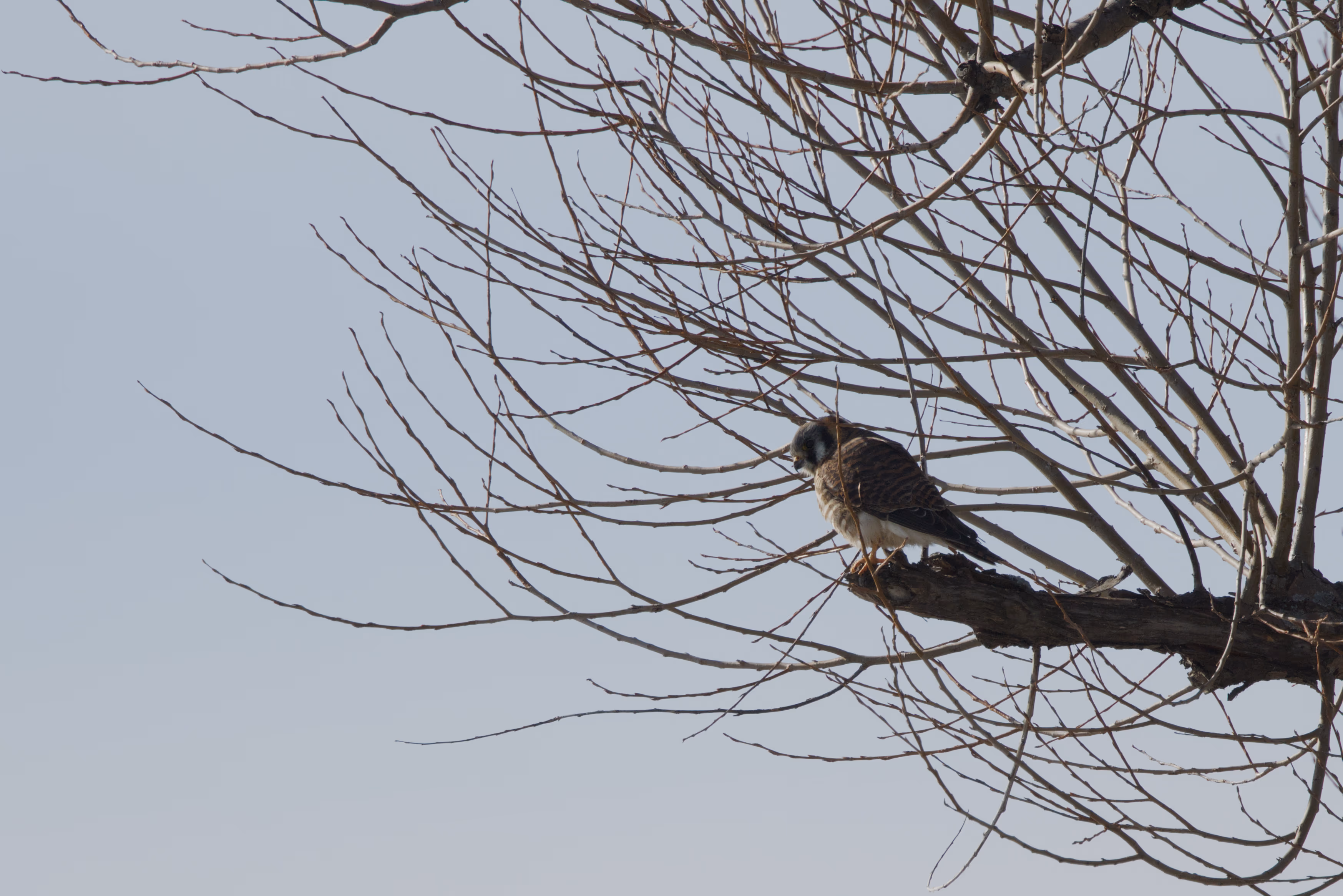 American Kestrel photograph 1