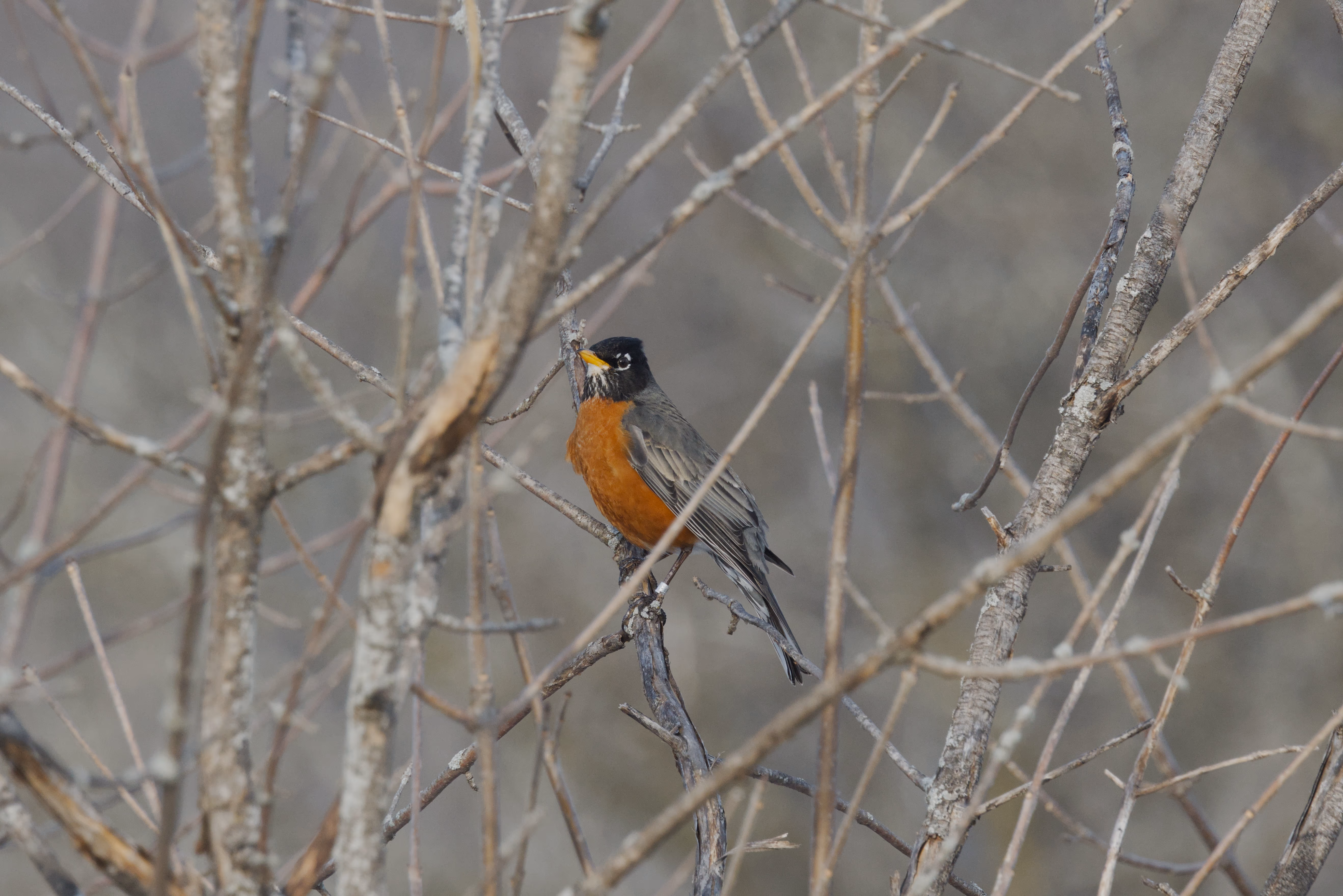 American Robin photograph 1