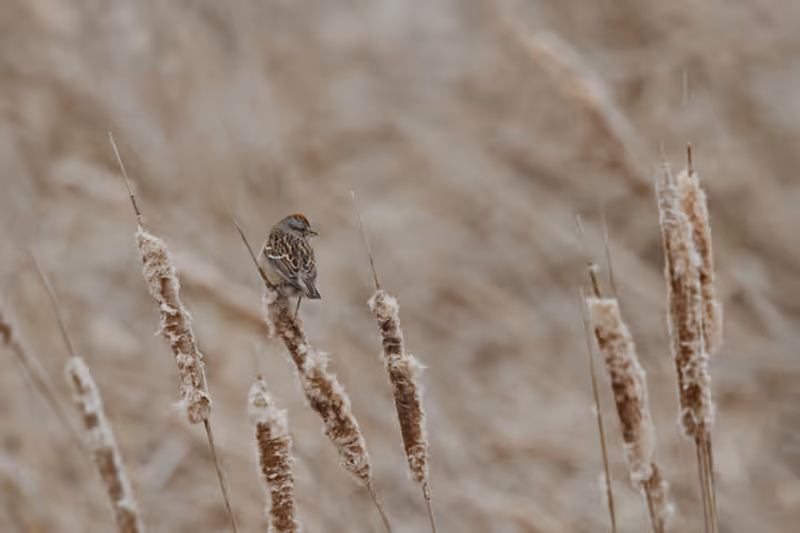 American Tree Sparrow trip image