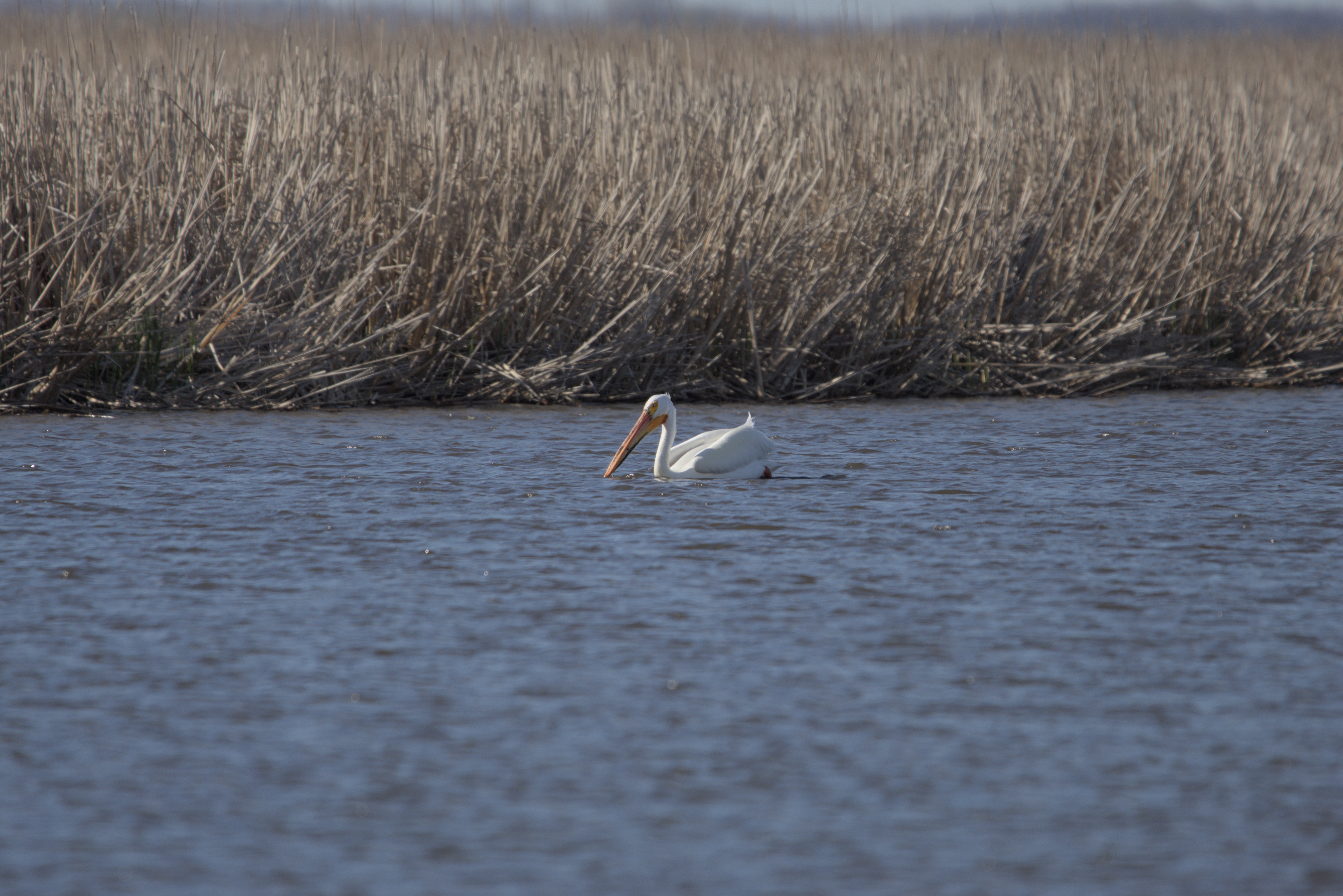American White Pelican photograph 1
