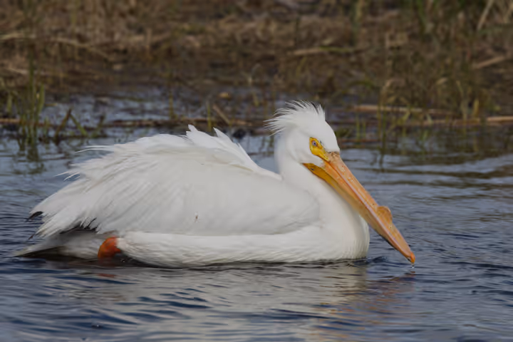 American White Pelican trip image