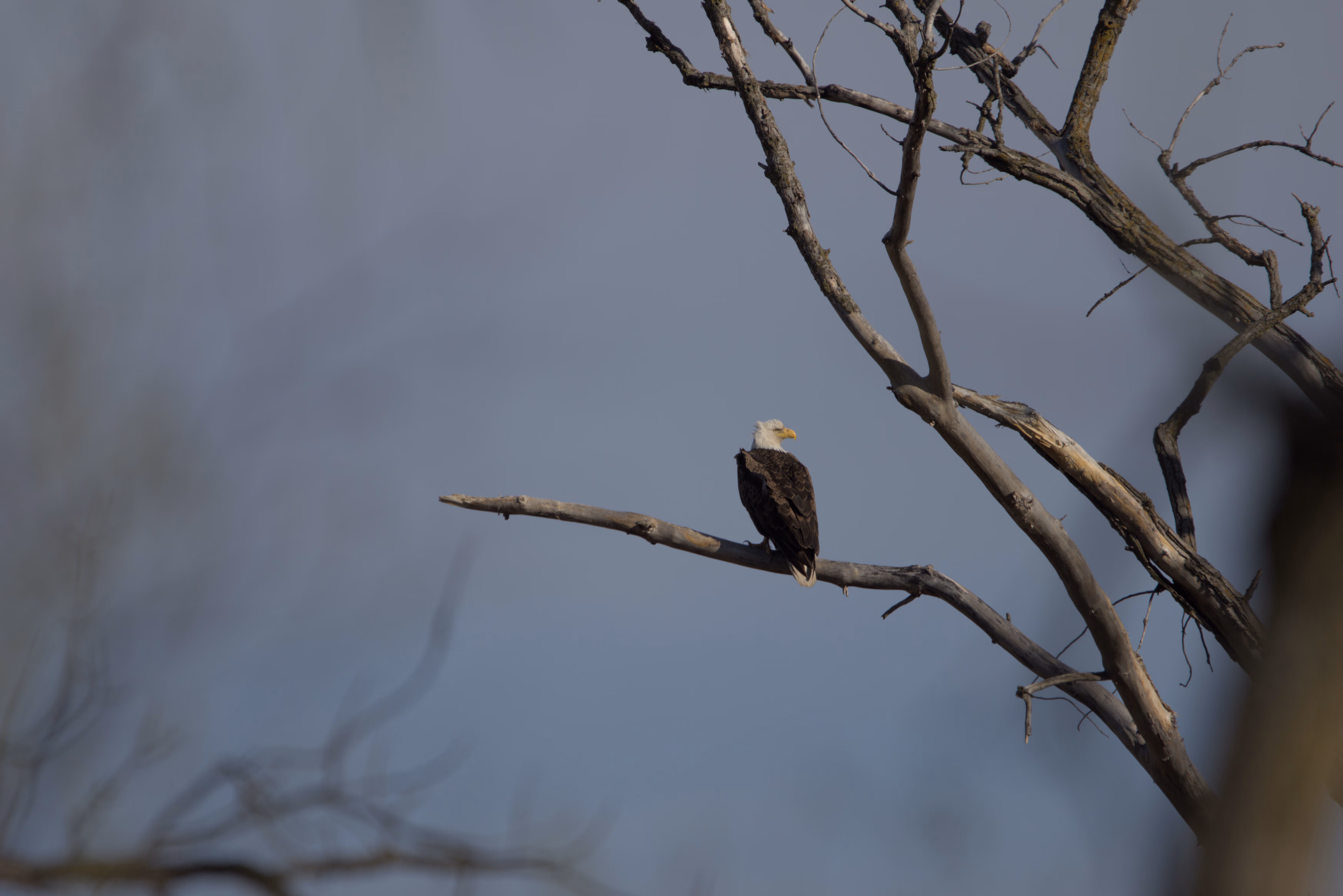 Bald Eagle photograph 3
