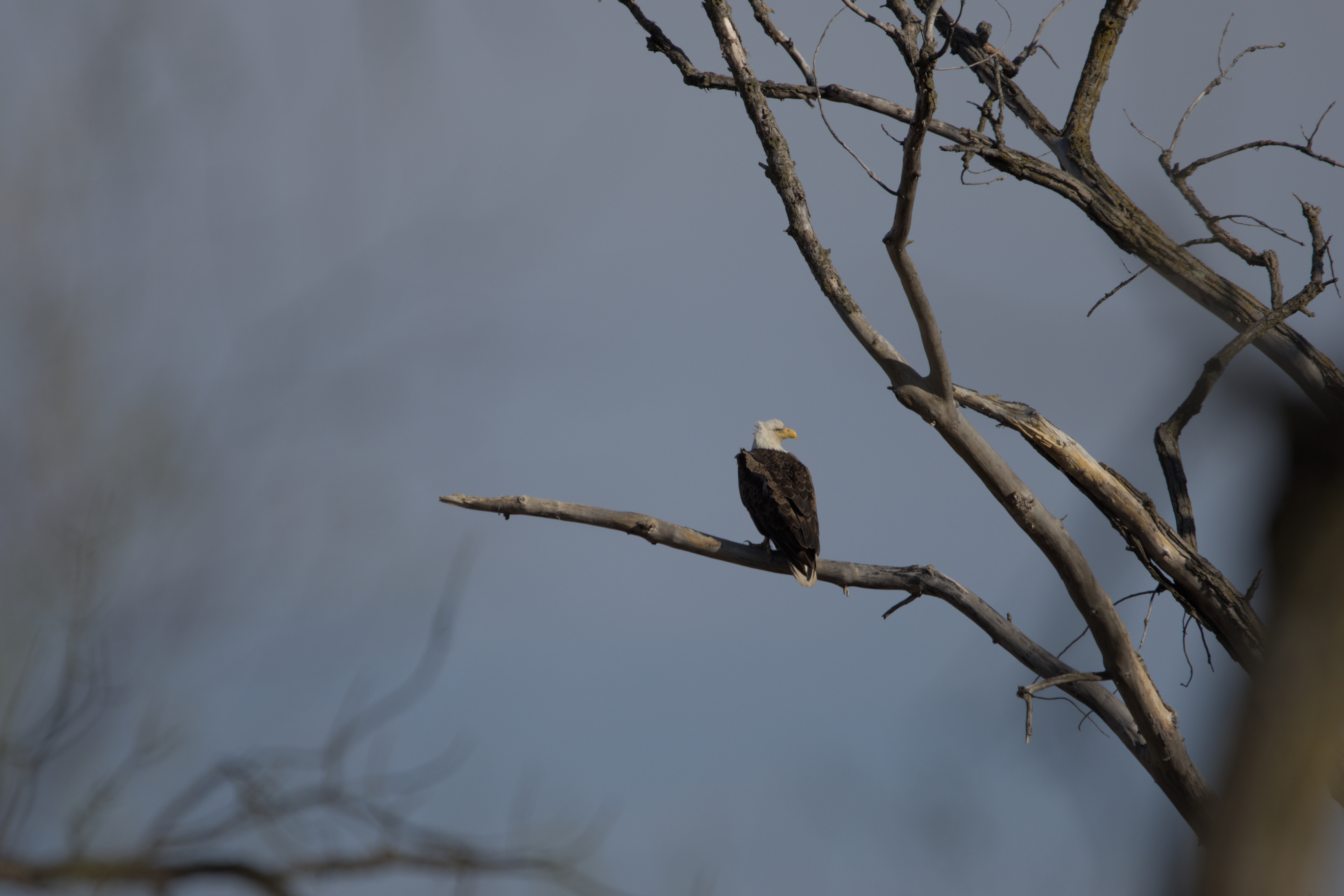 Bald Eagle photograph 1