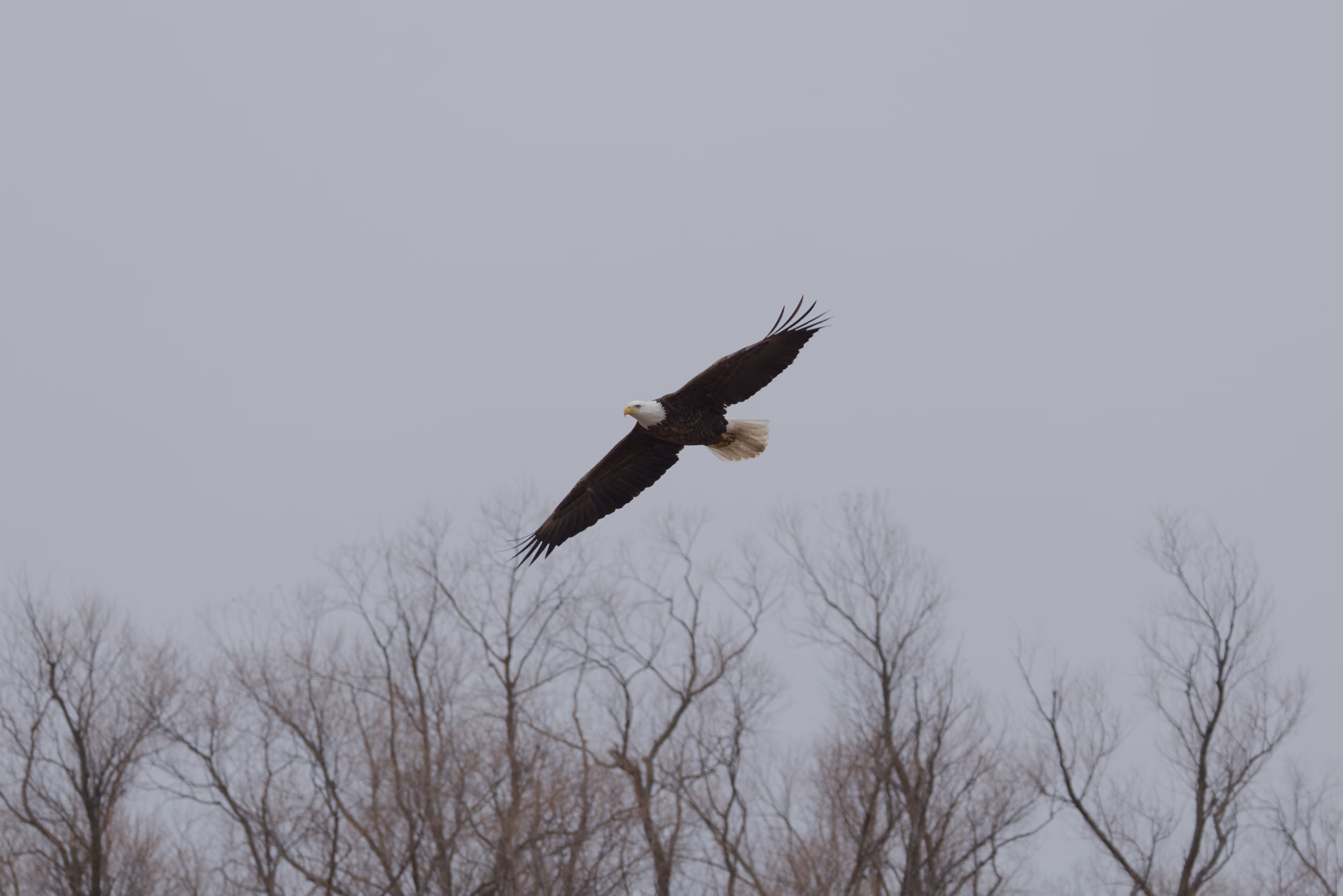 Bald Eagle photograph 1