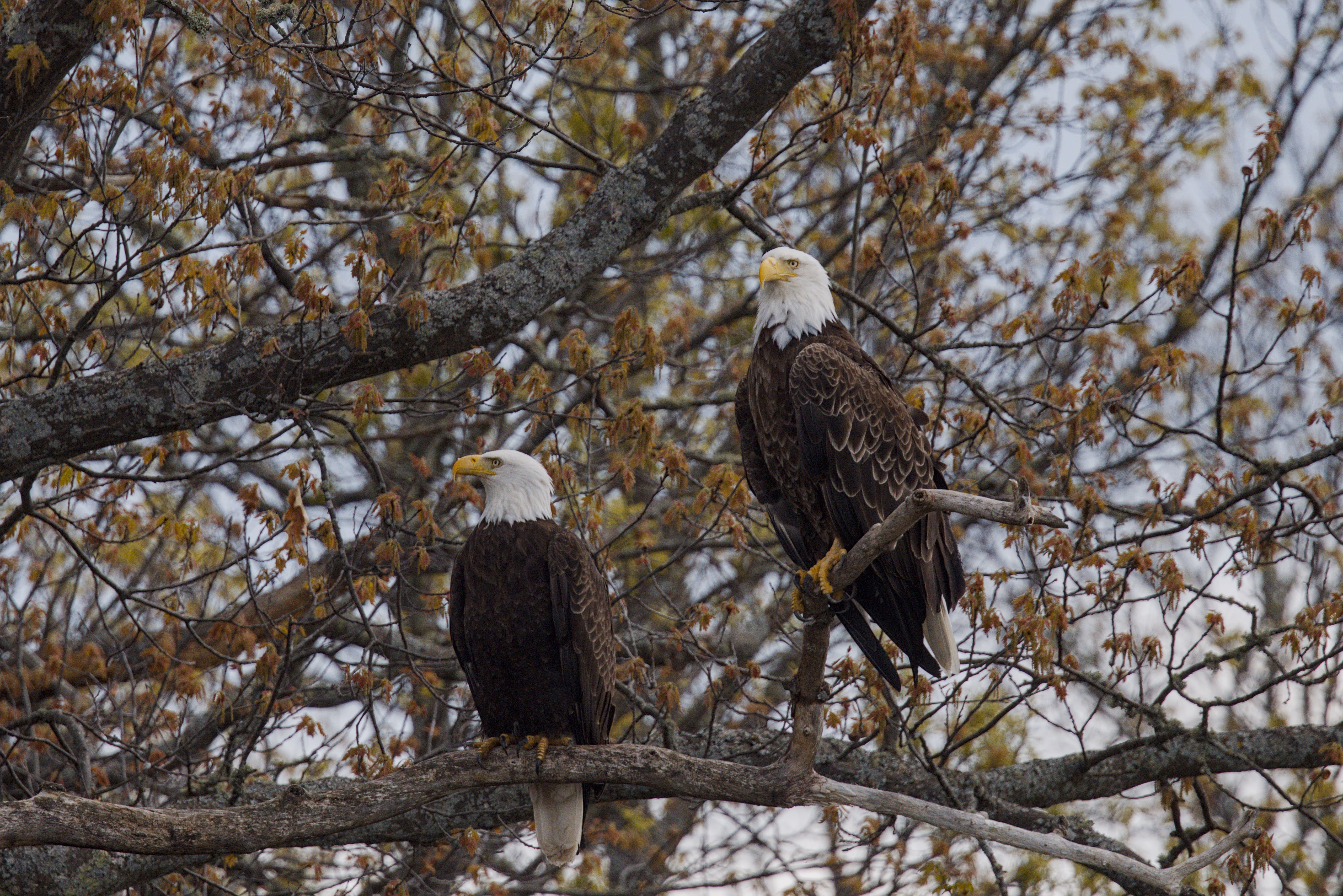 Bald Eagle photograph 1
