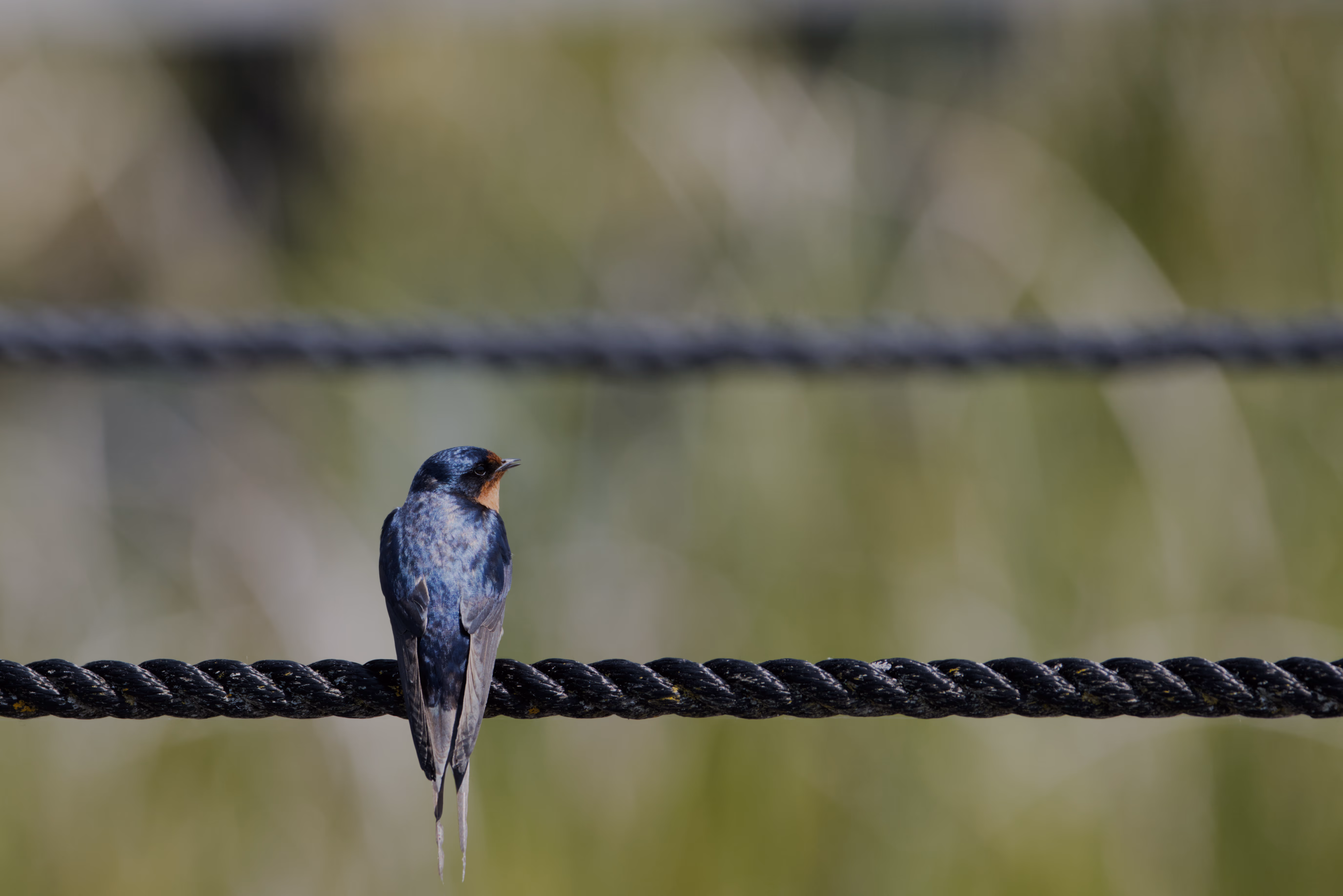 Barn Swallow photograph 1