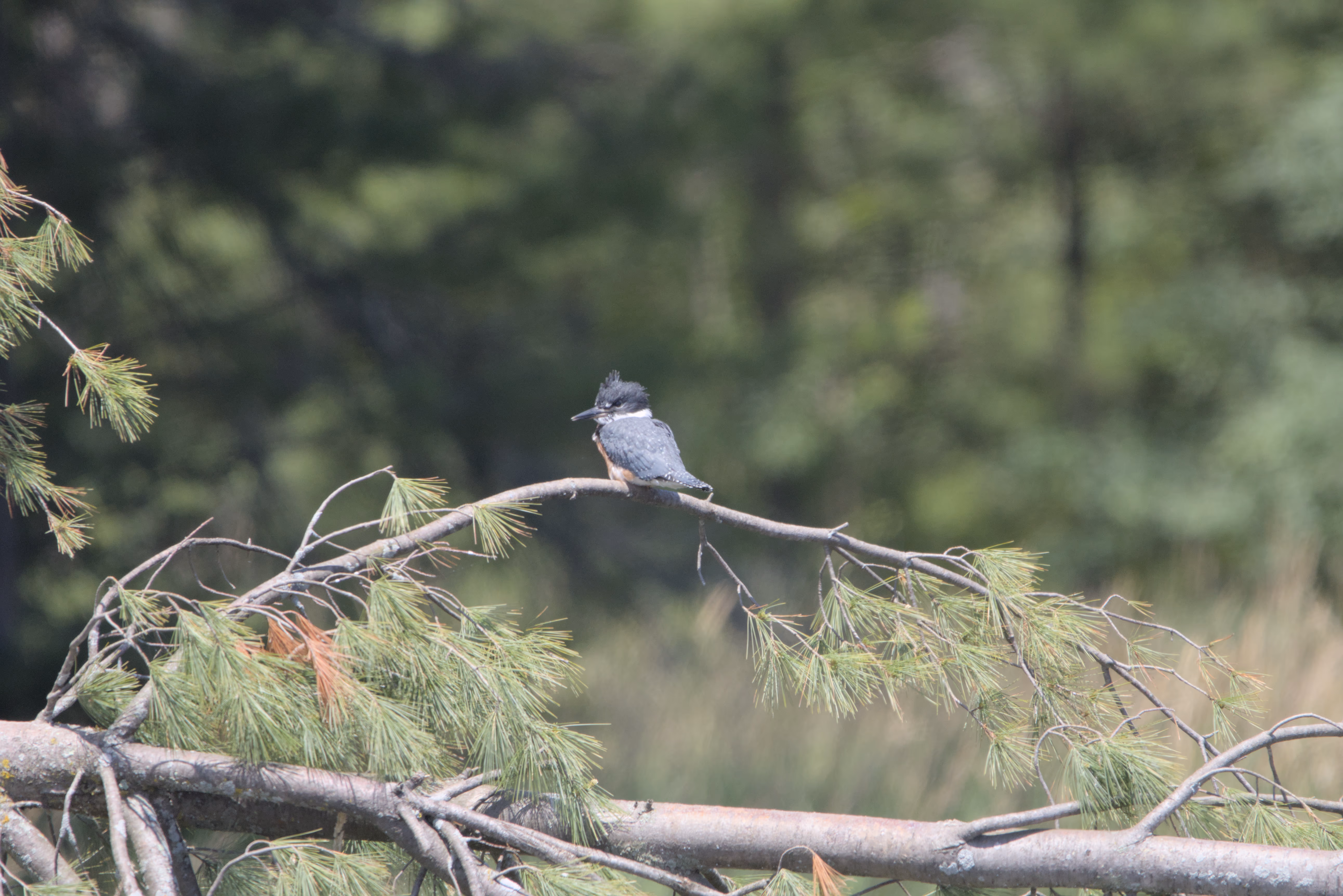 Belted Kingfisher photograph 1