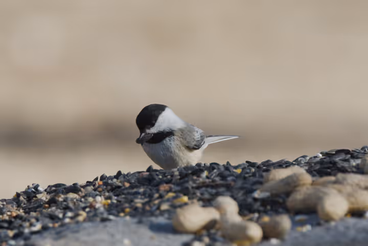 Black-capped Chickadee trip image