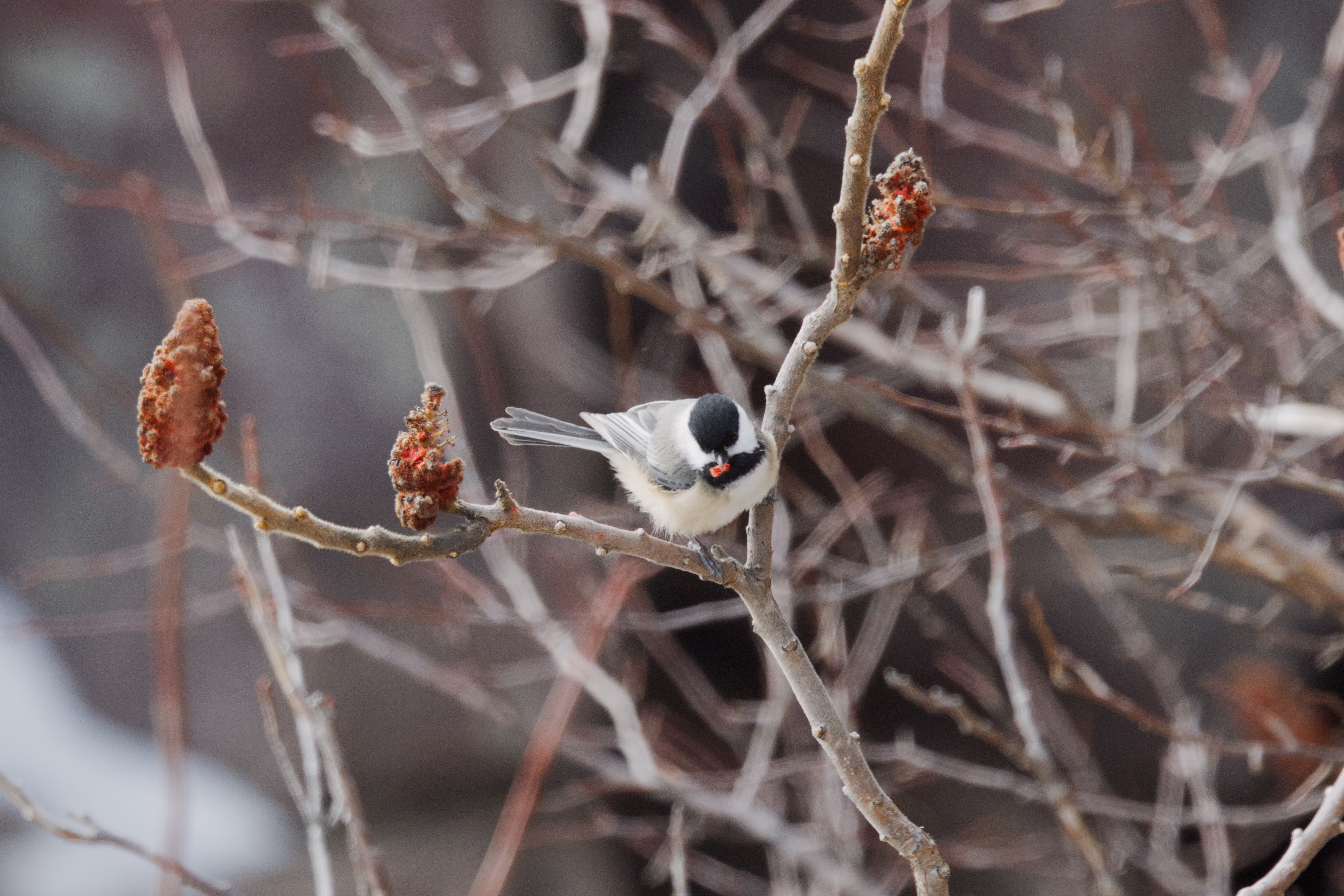Black-capped Chickadee photograph 1