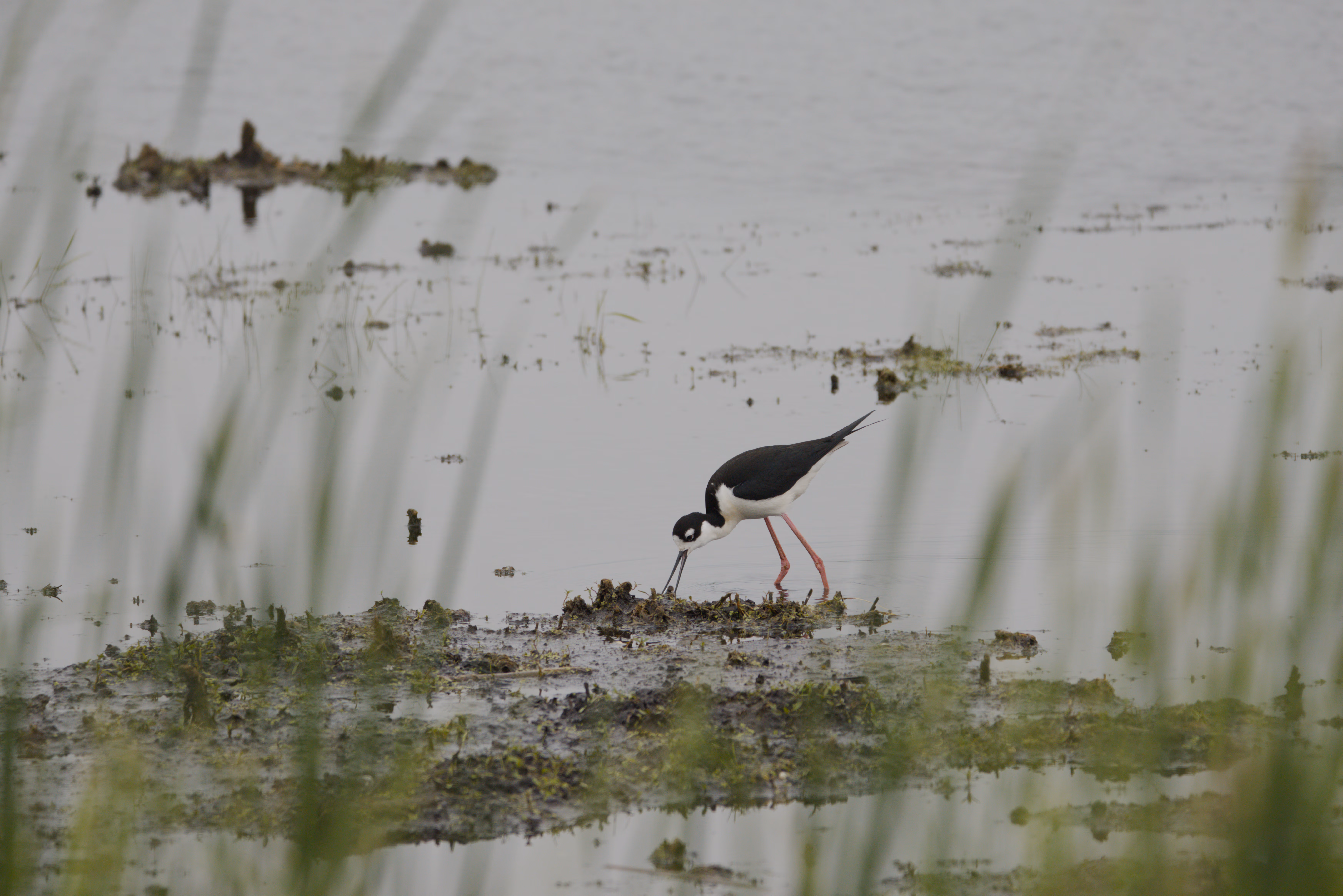 Black-necked Stilt photograph 2