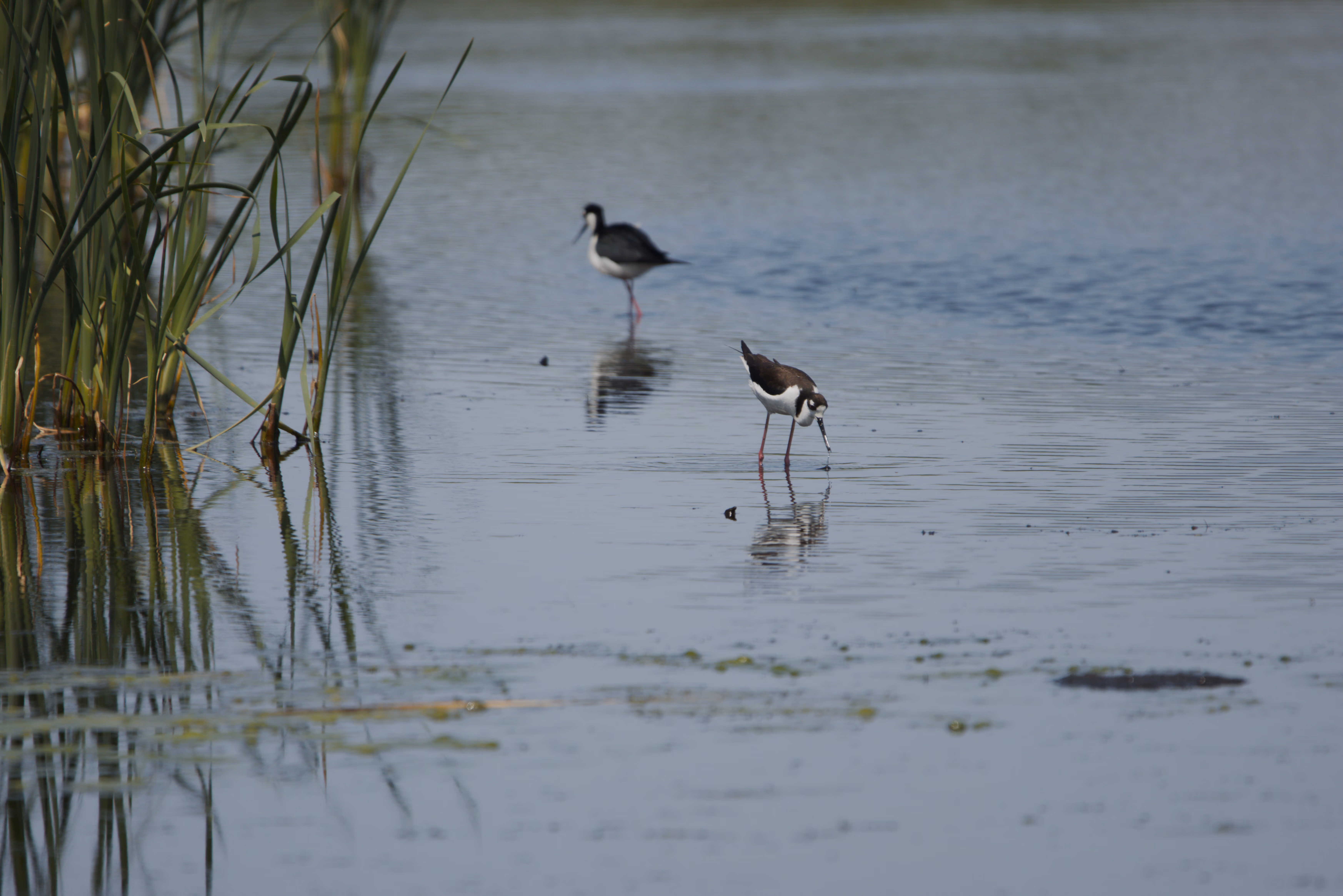 Black-necked Stilt photograph 3