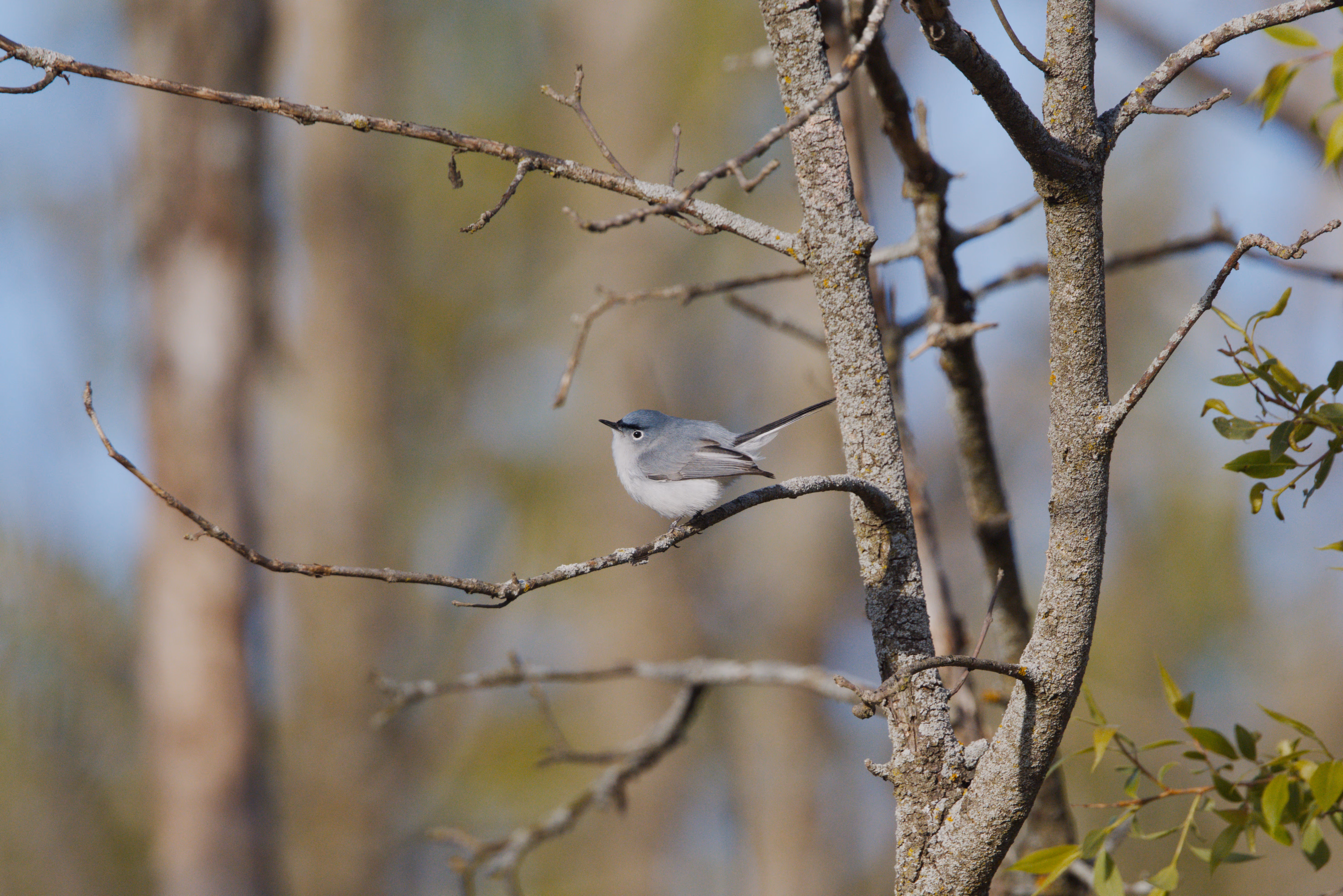 Blue-gray Gnatcatcher photograph 3