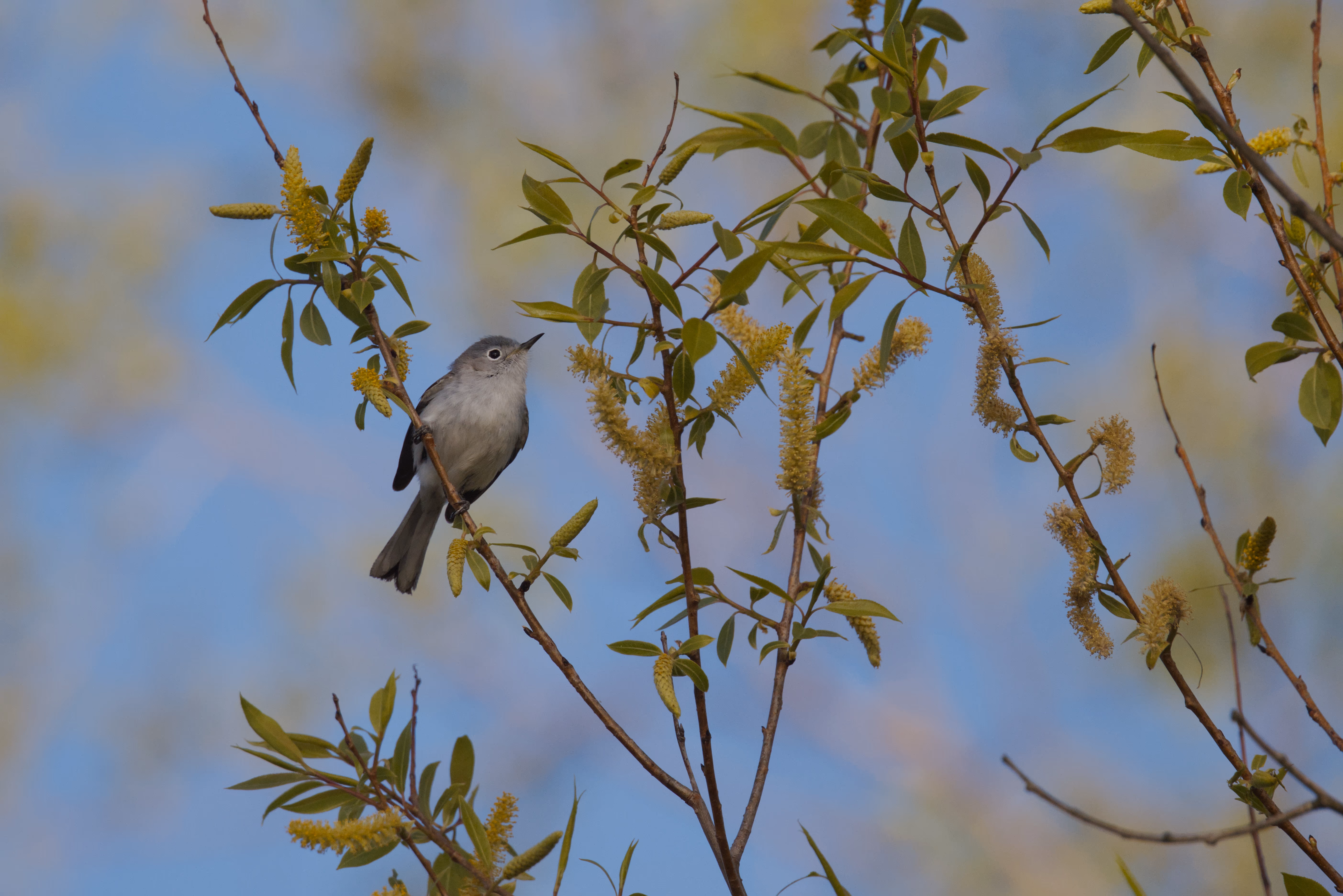 Blue-gray Gnatcatcher photograph 2