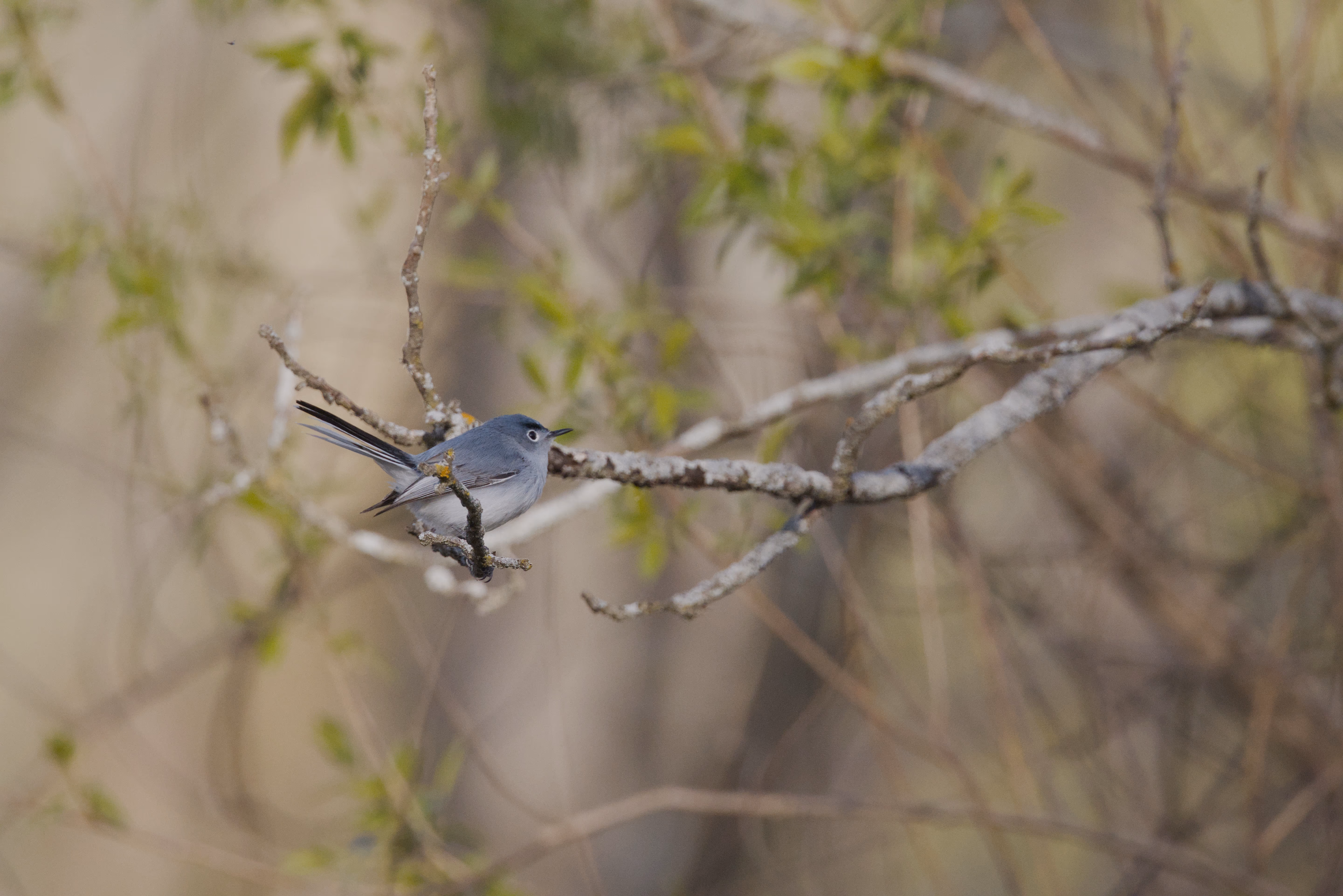 Blue-gray Gnatcatcher photograph 1