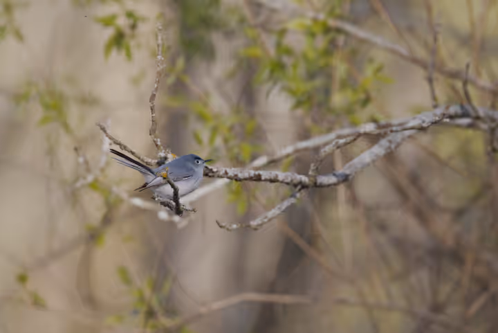 Blue-gray Gnatcatcher trip image
