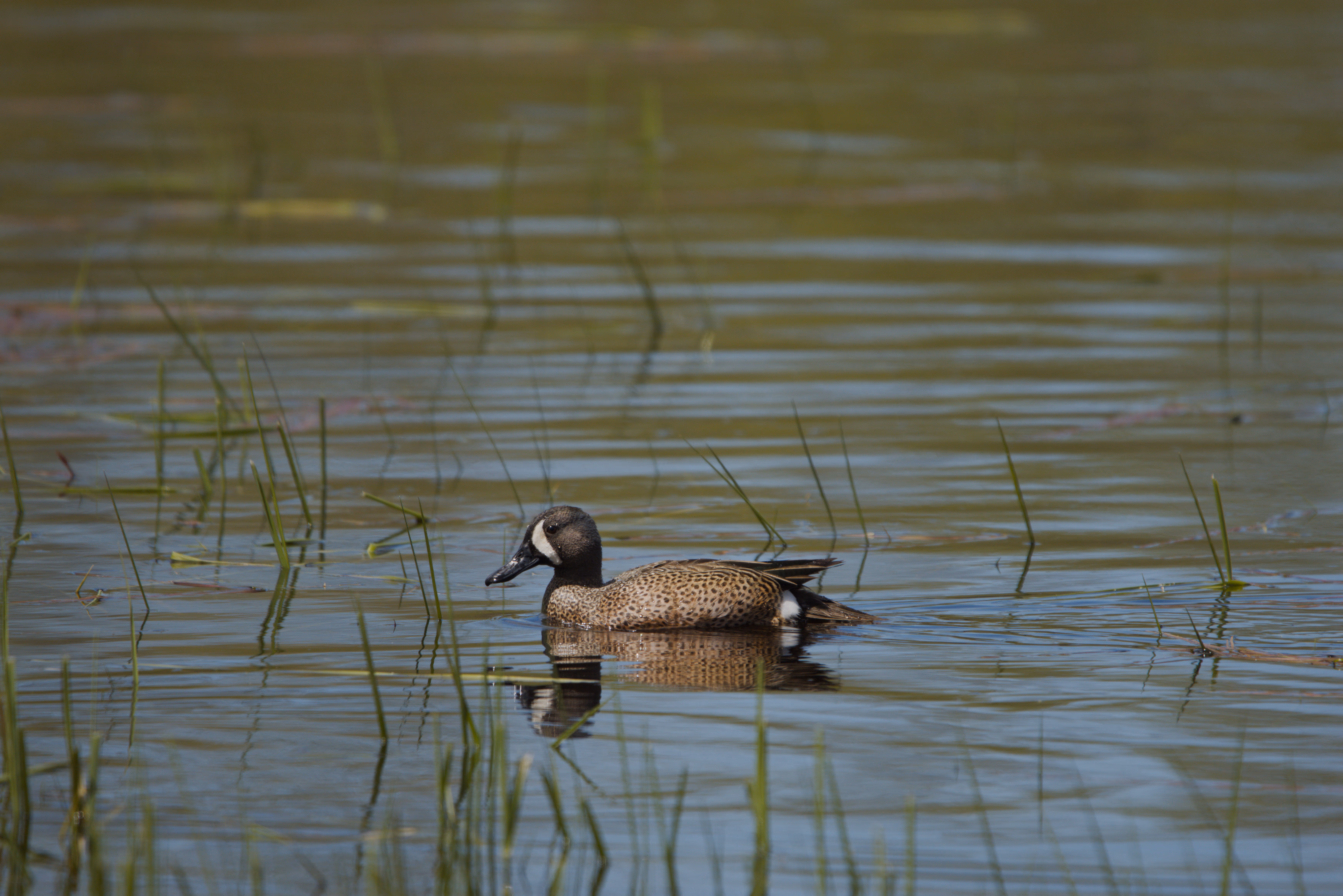 Blue-winged Teal photograph 2