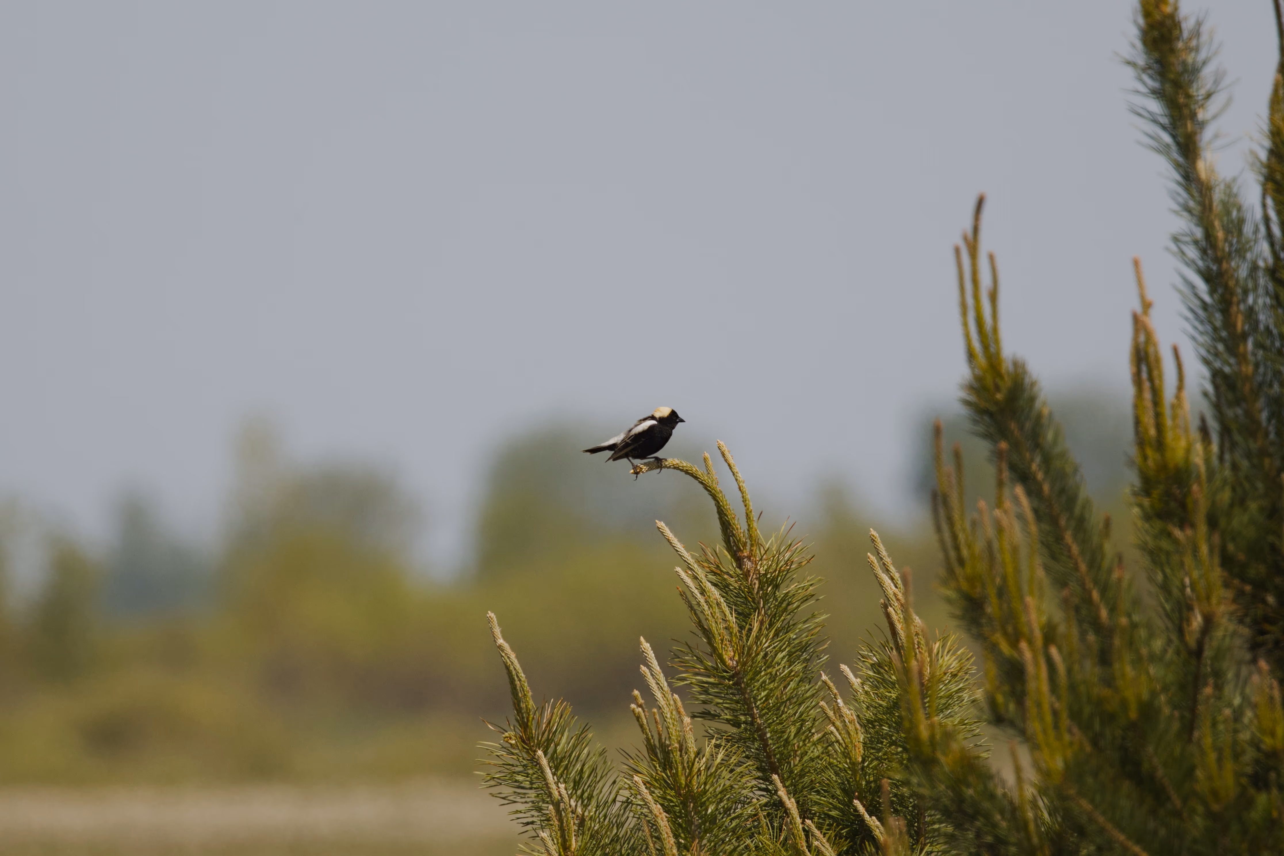 Bobolink photograph 1