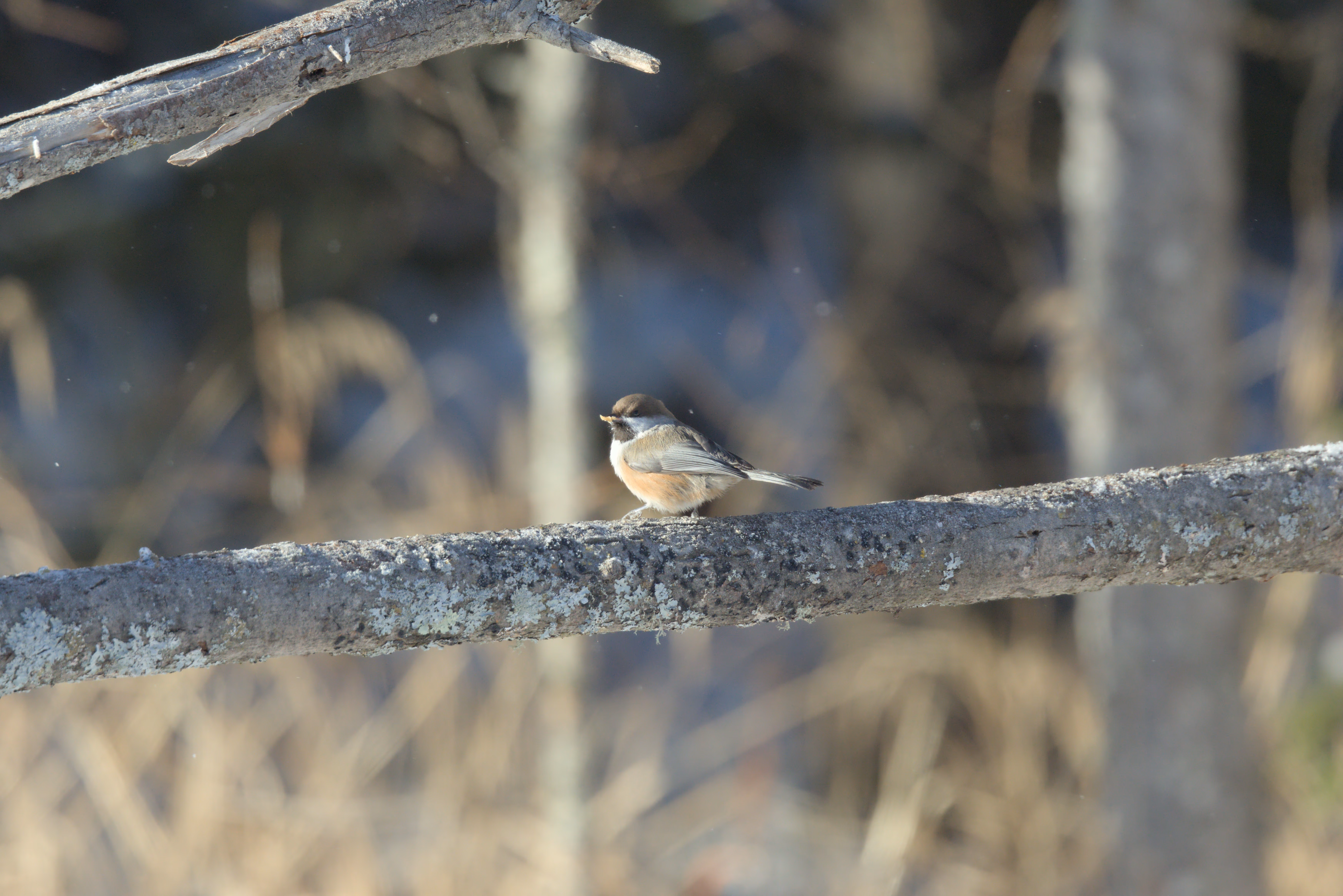 Boreal Chickadee photograph 1
