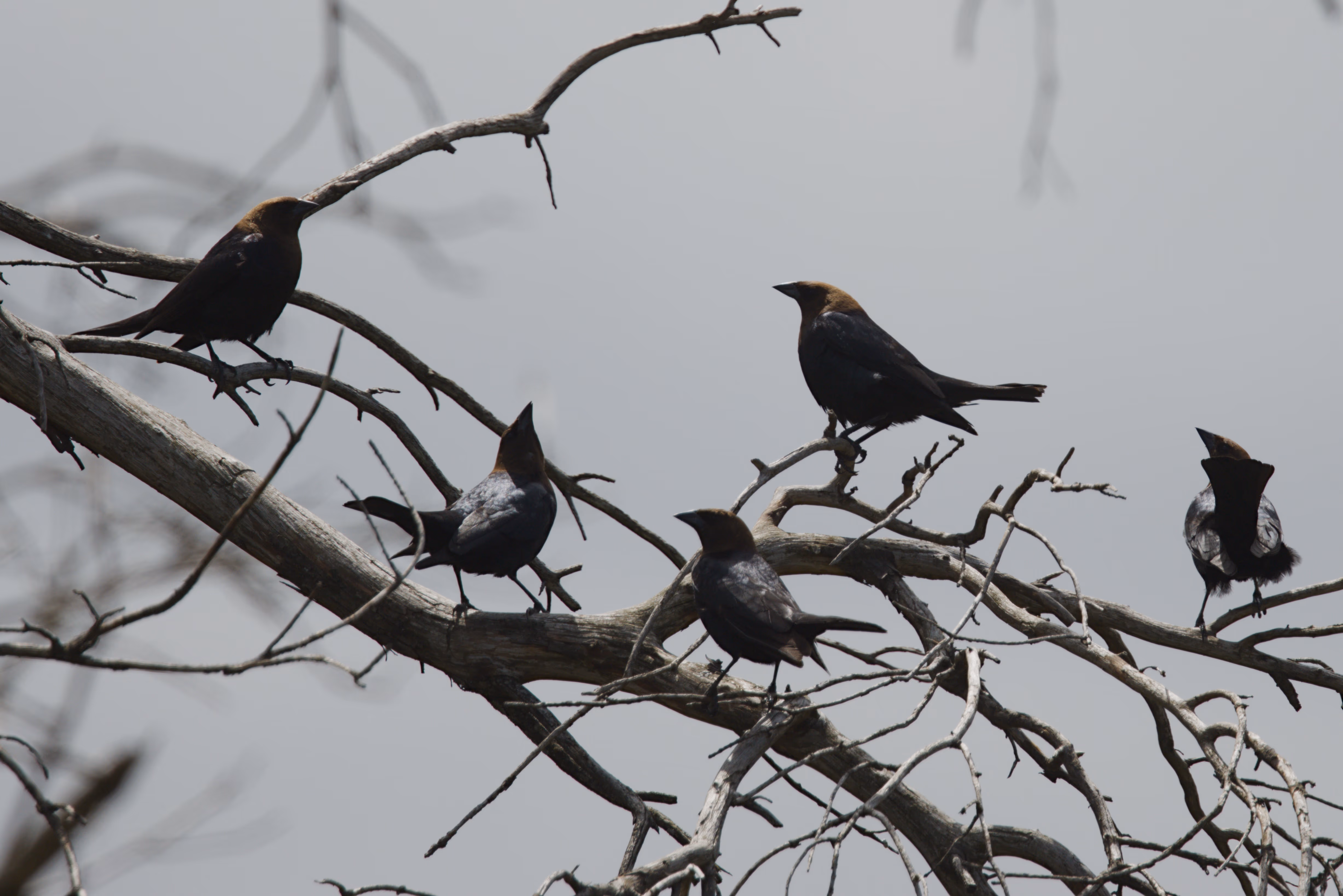 Brown-headed Cowbird photograph 1