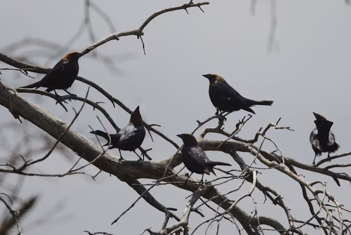 Brown-headed Cowbird recent capture
