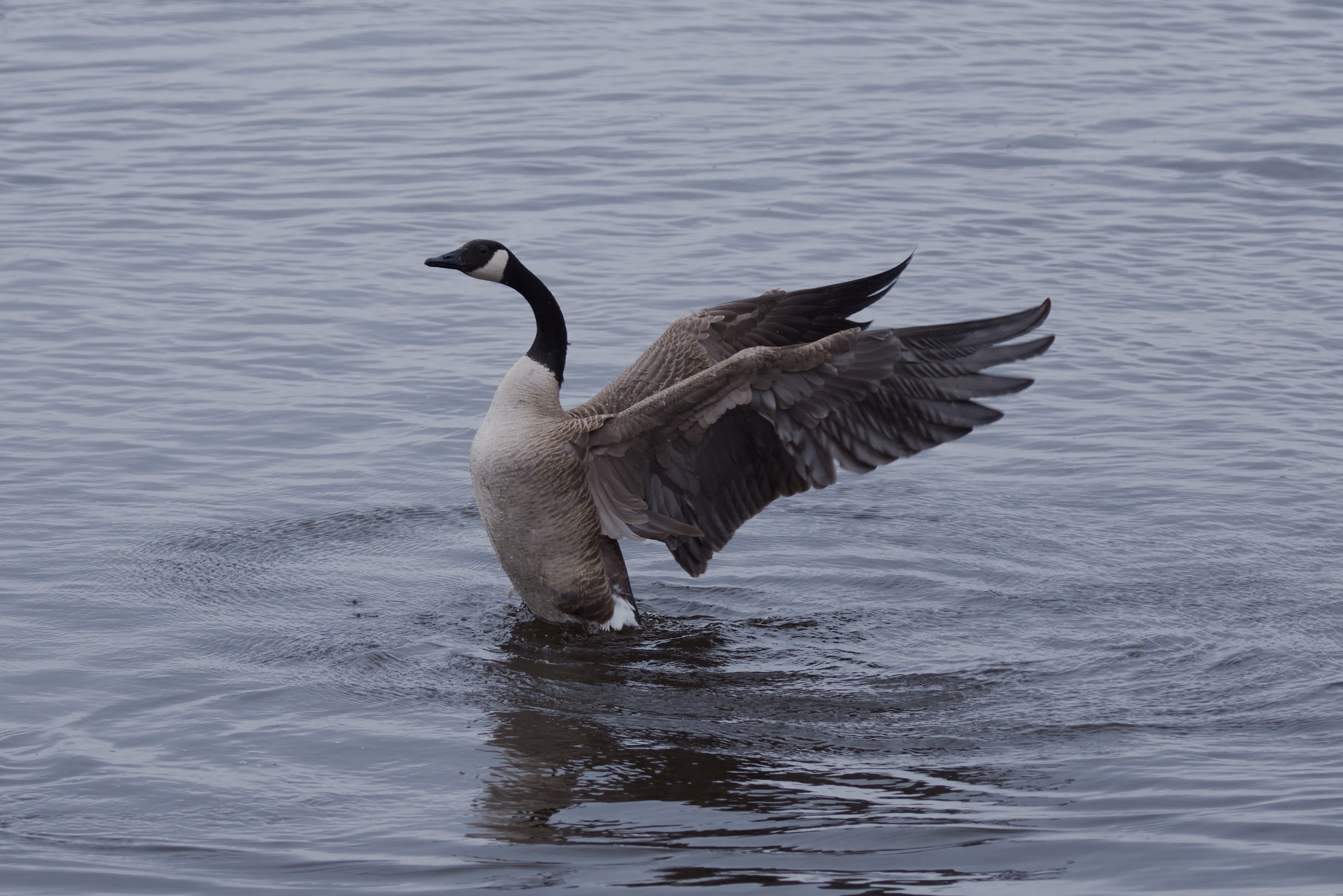 Canada Goose photograph 1