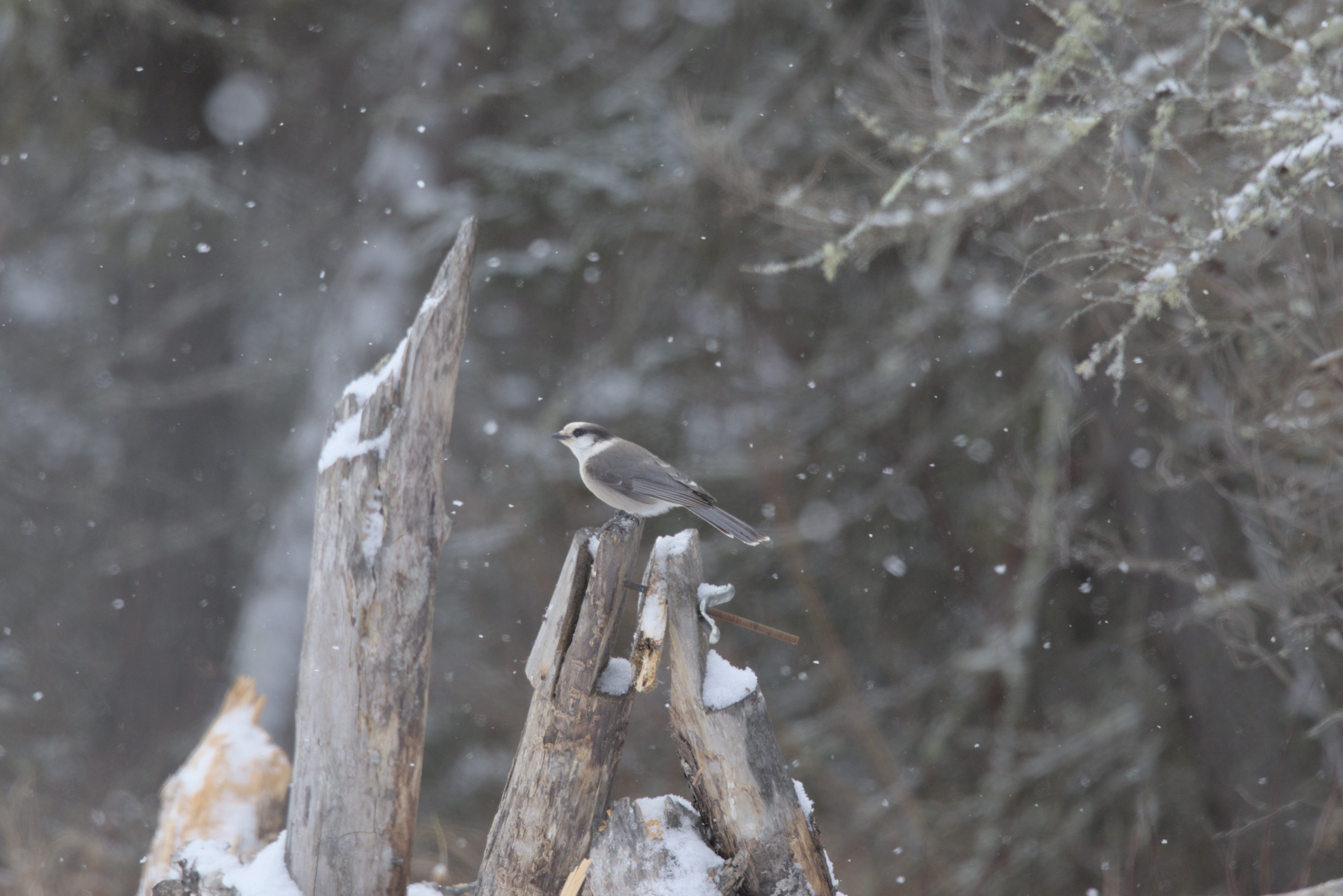 Canada Jay photograph 1