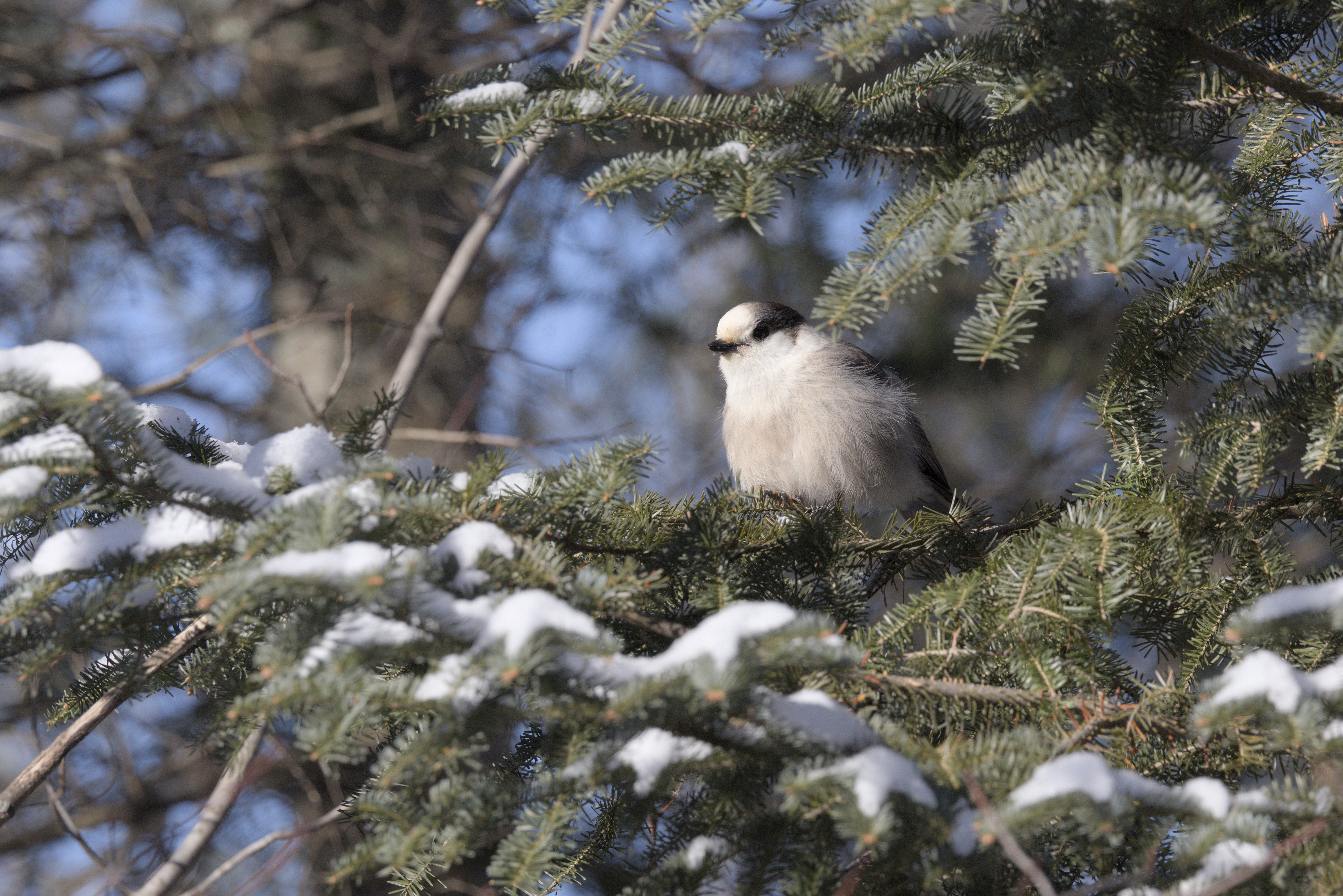 Canada Jay photograph 2