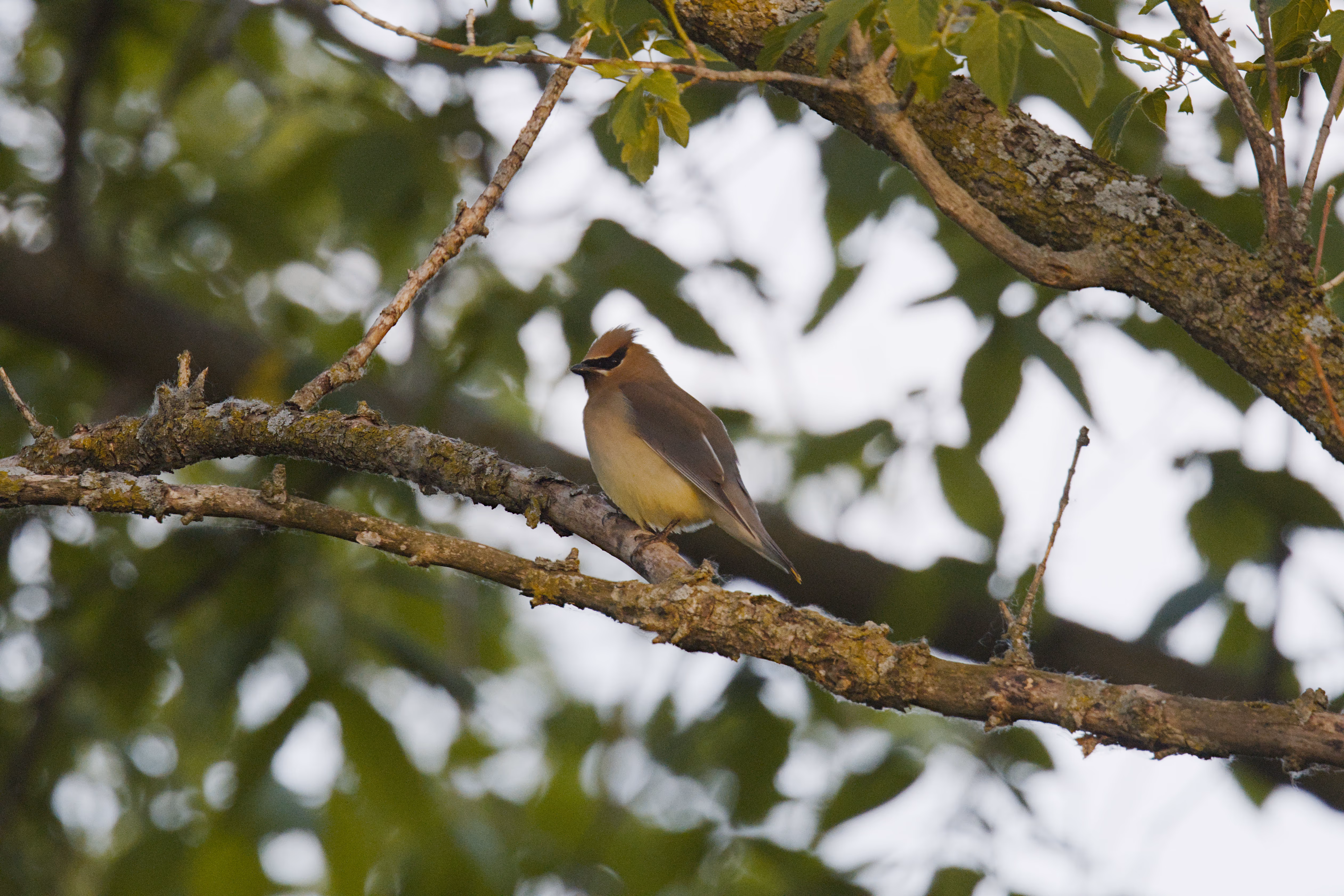 Cedar Waxwing trip cover