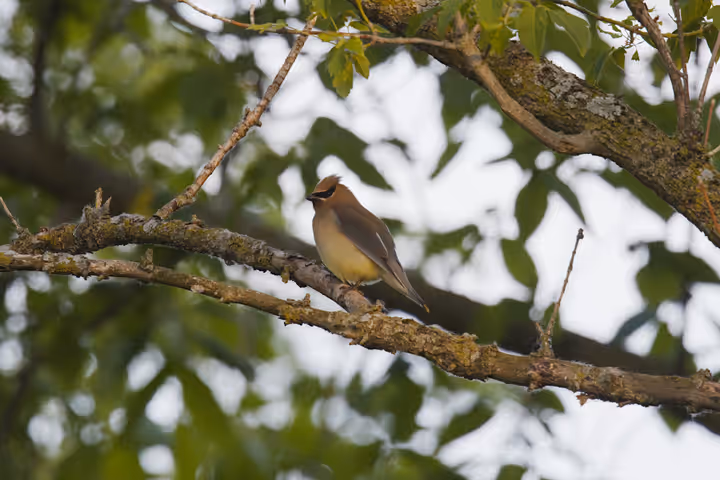 Cedar Waxwing recent capture