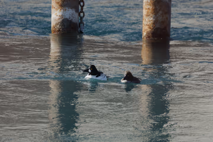 Common Goldeneye trip image