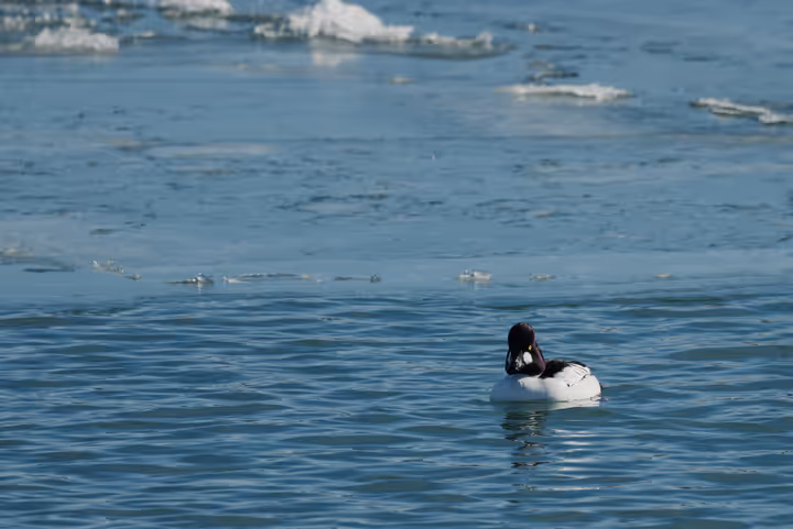 Common Goldeneye trip image