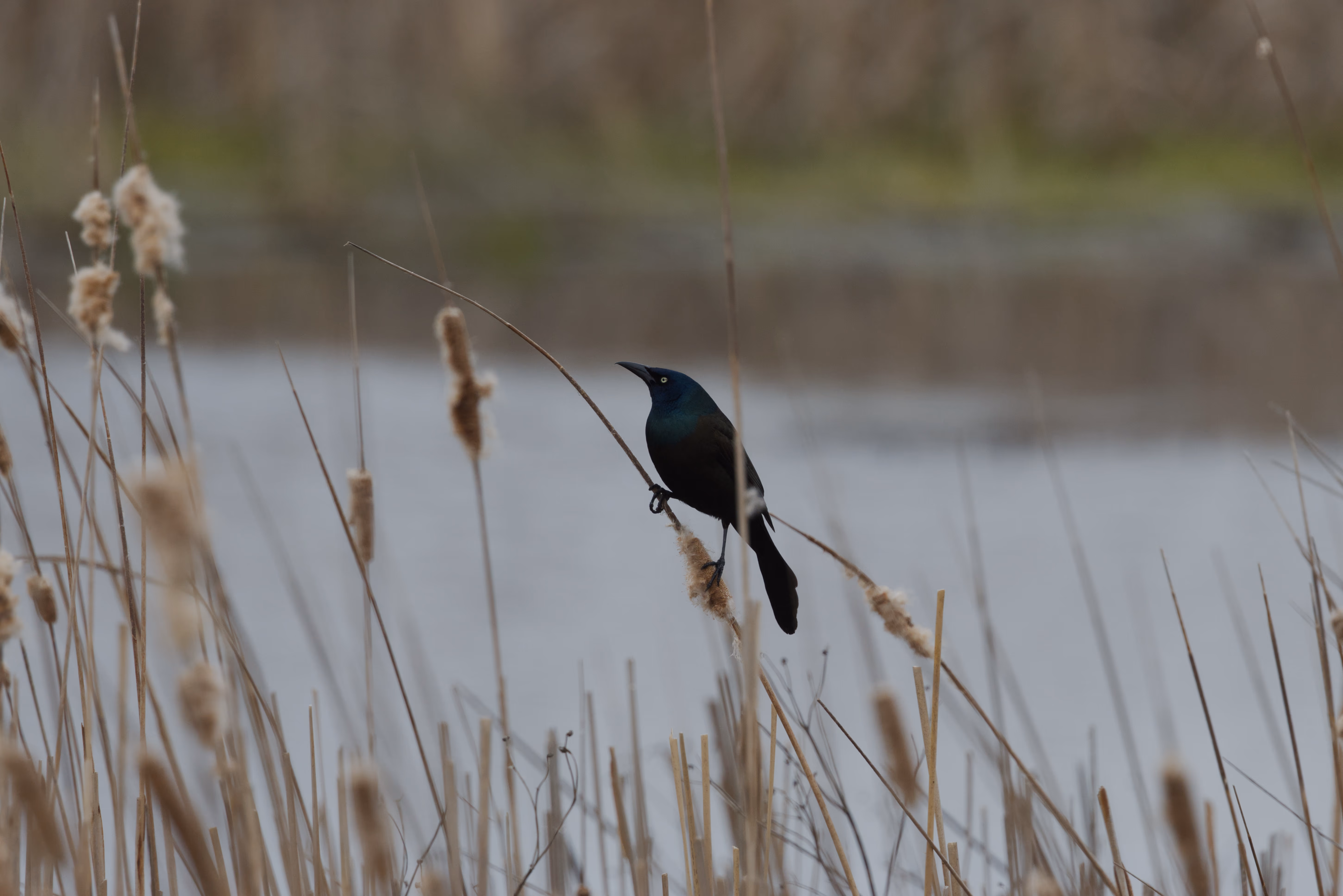 Common Grackle photograph 1