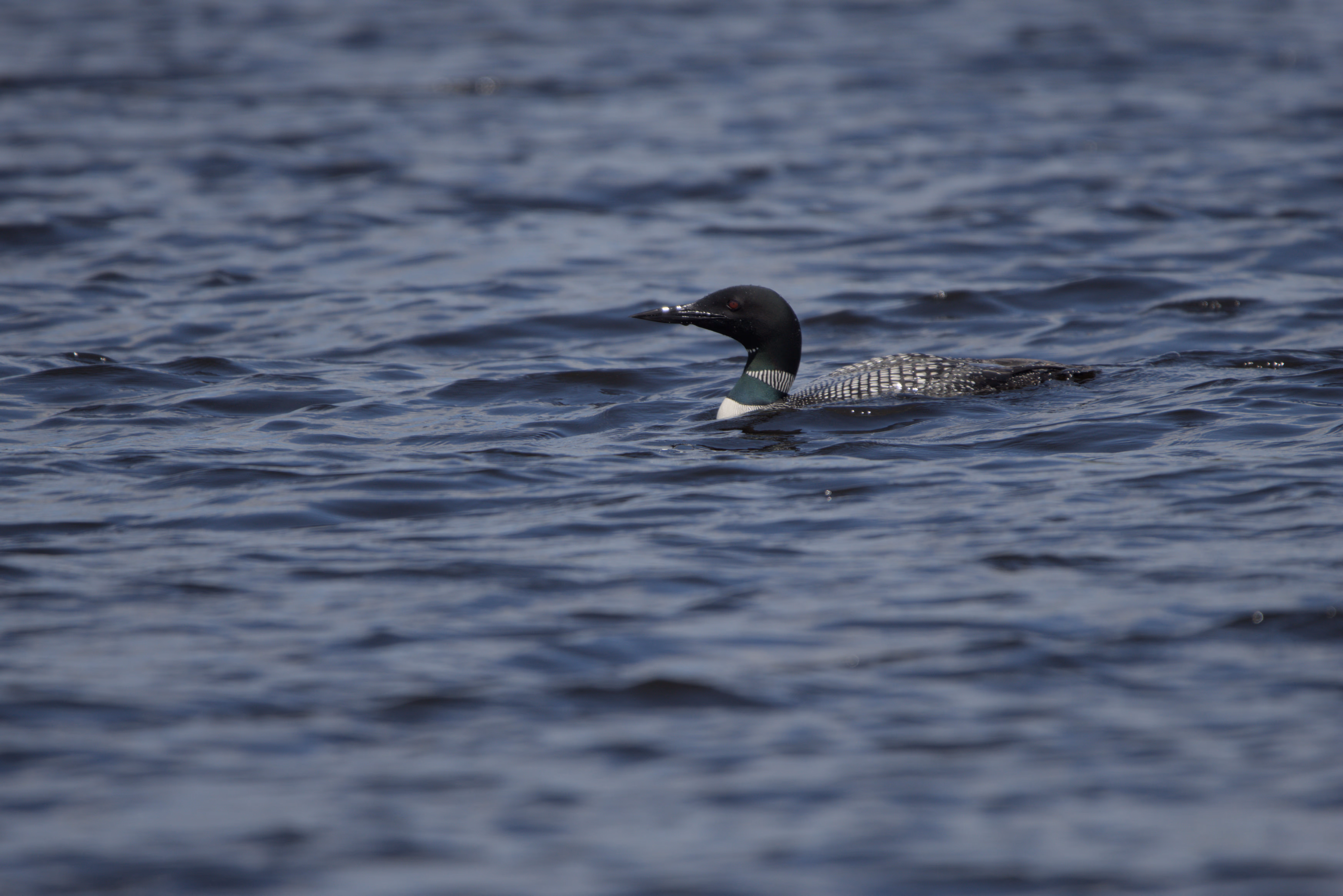 Common Loon photograph 1