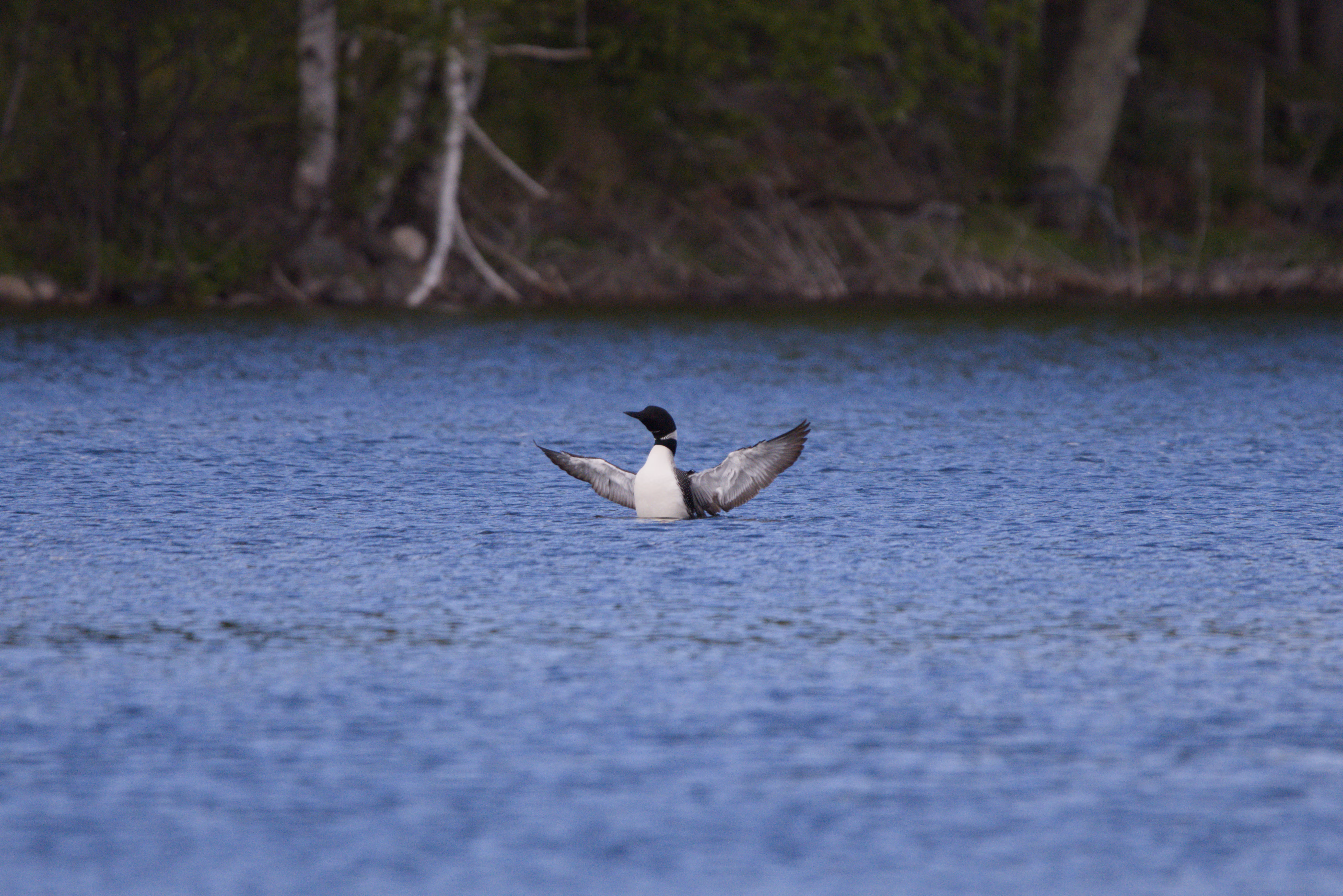 Common Loon photograph 2