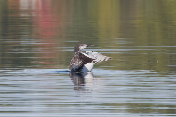 Common Loon trip image