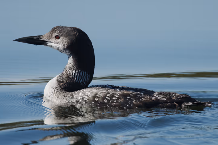 Common Loon trip image