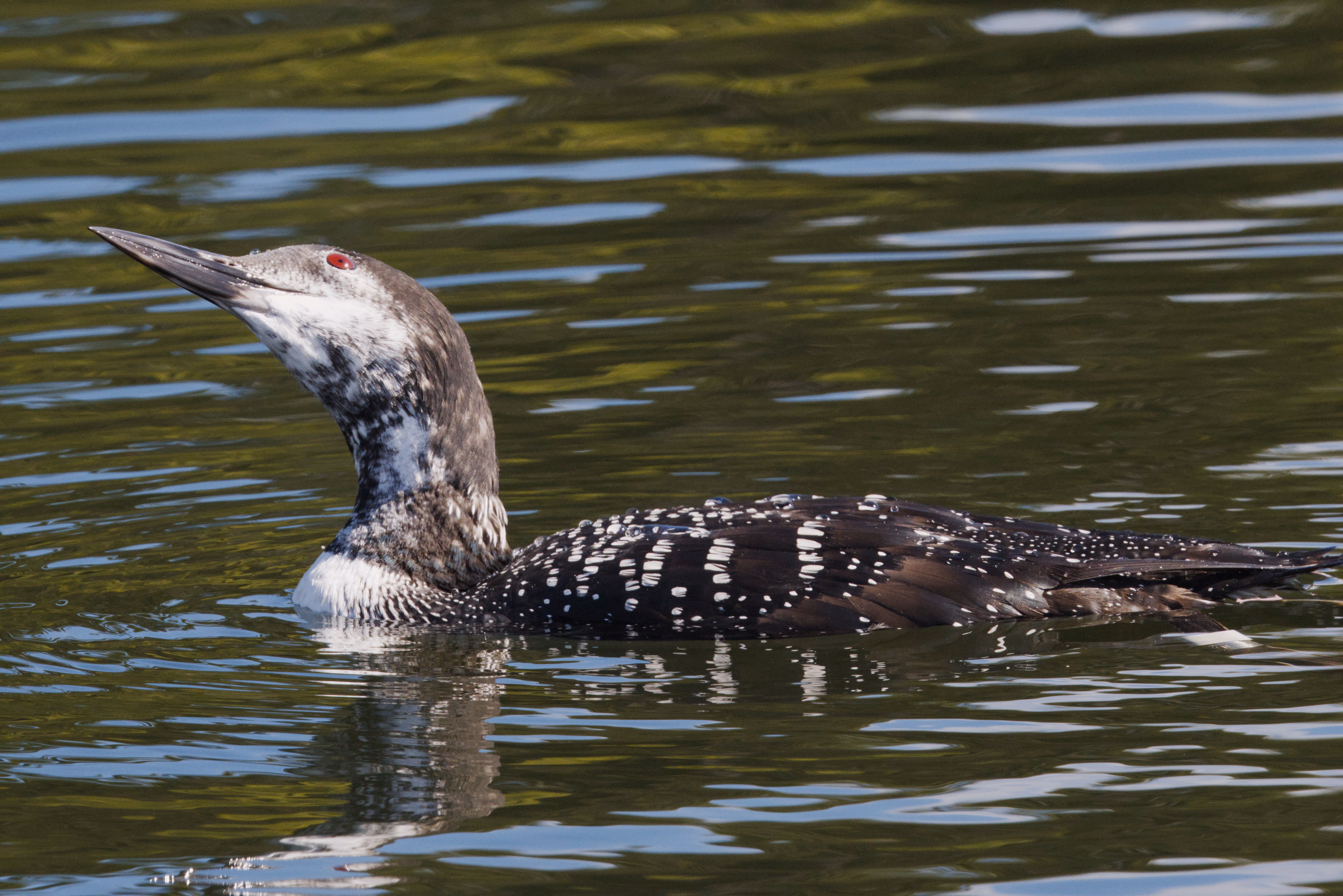 Common Loon photograph 1
