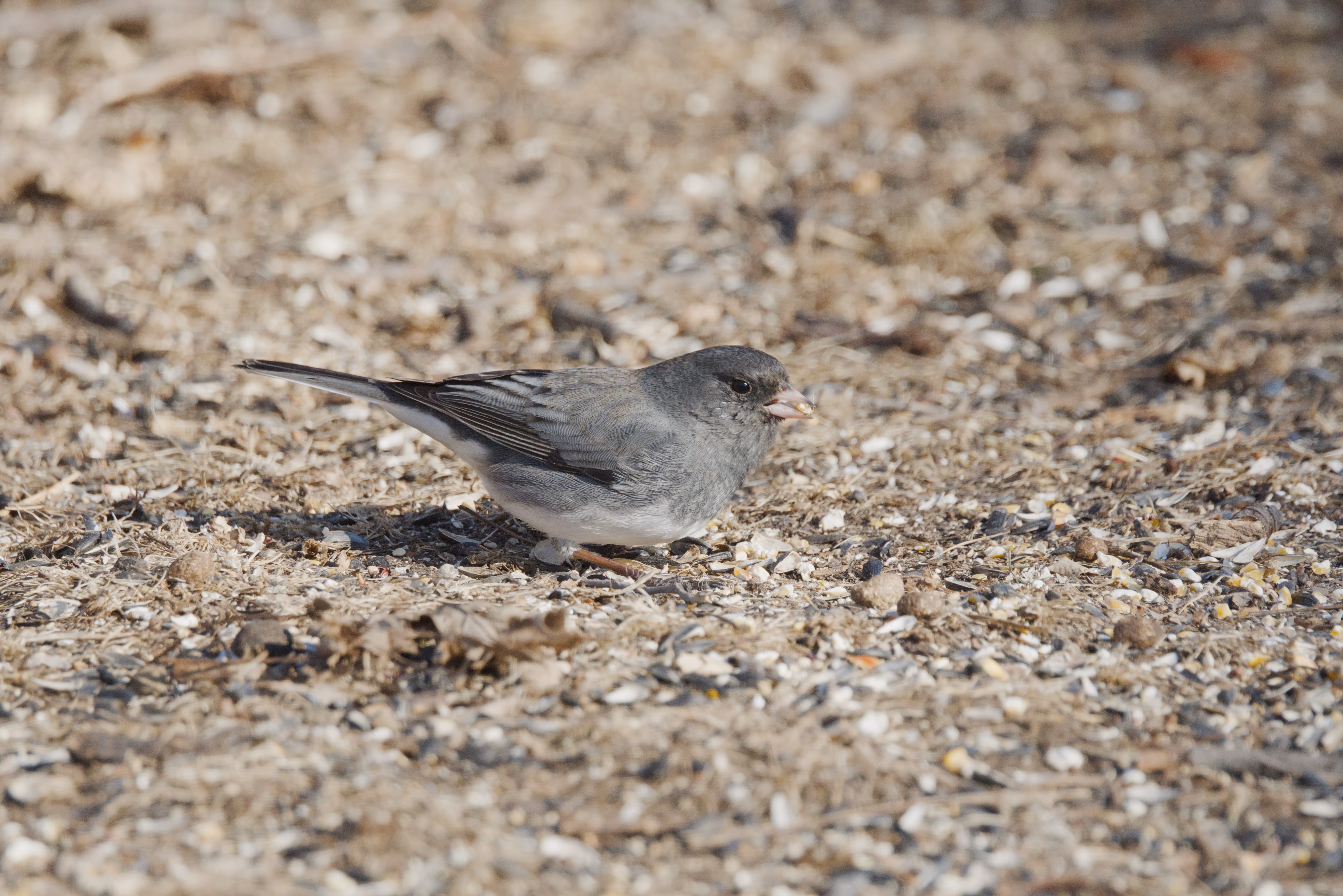 Dark-eyed Junco photograph 1