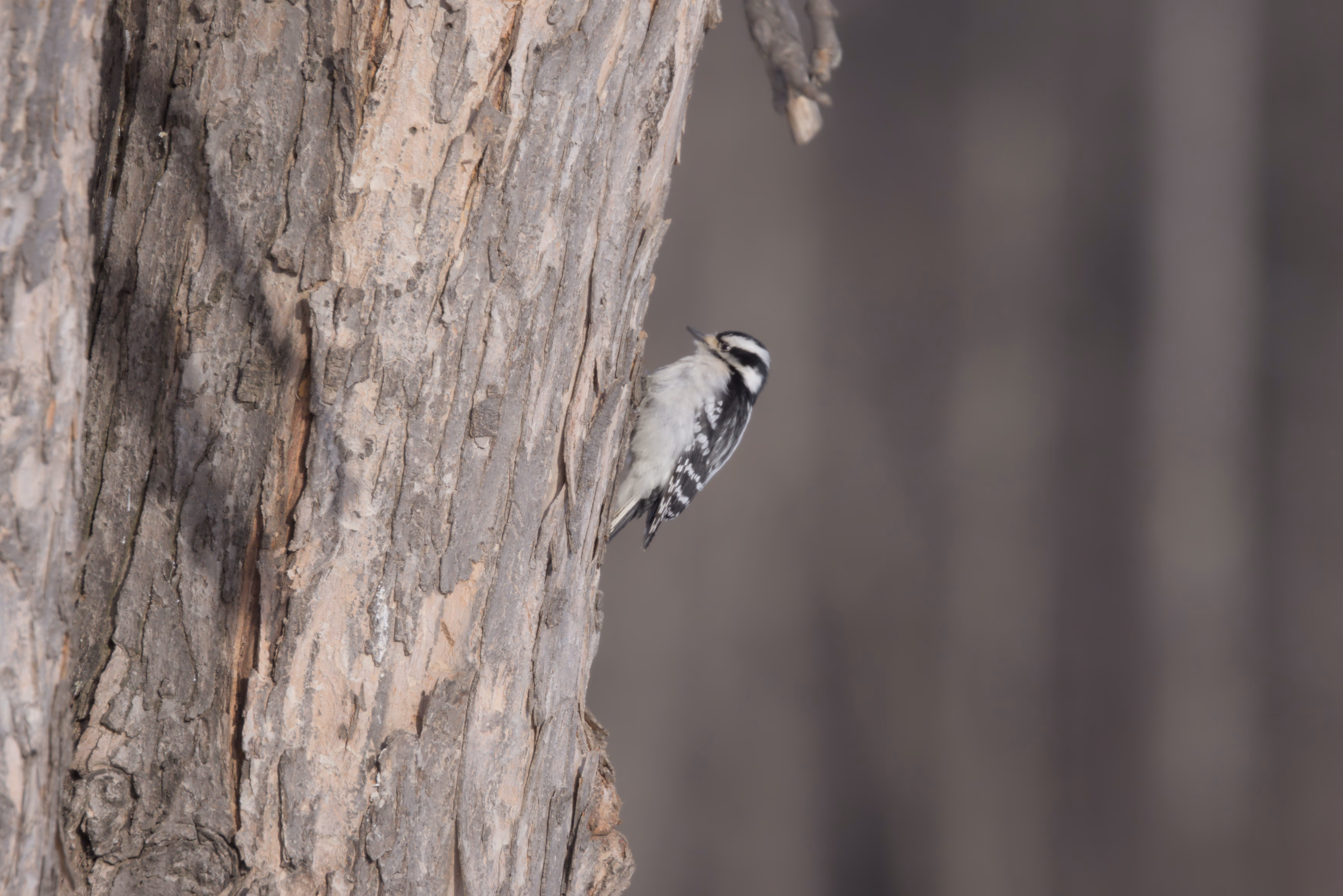 Downy Woodpecker photograph 1
