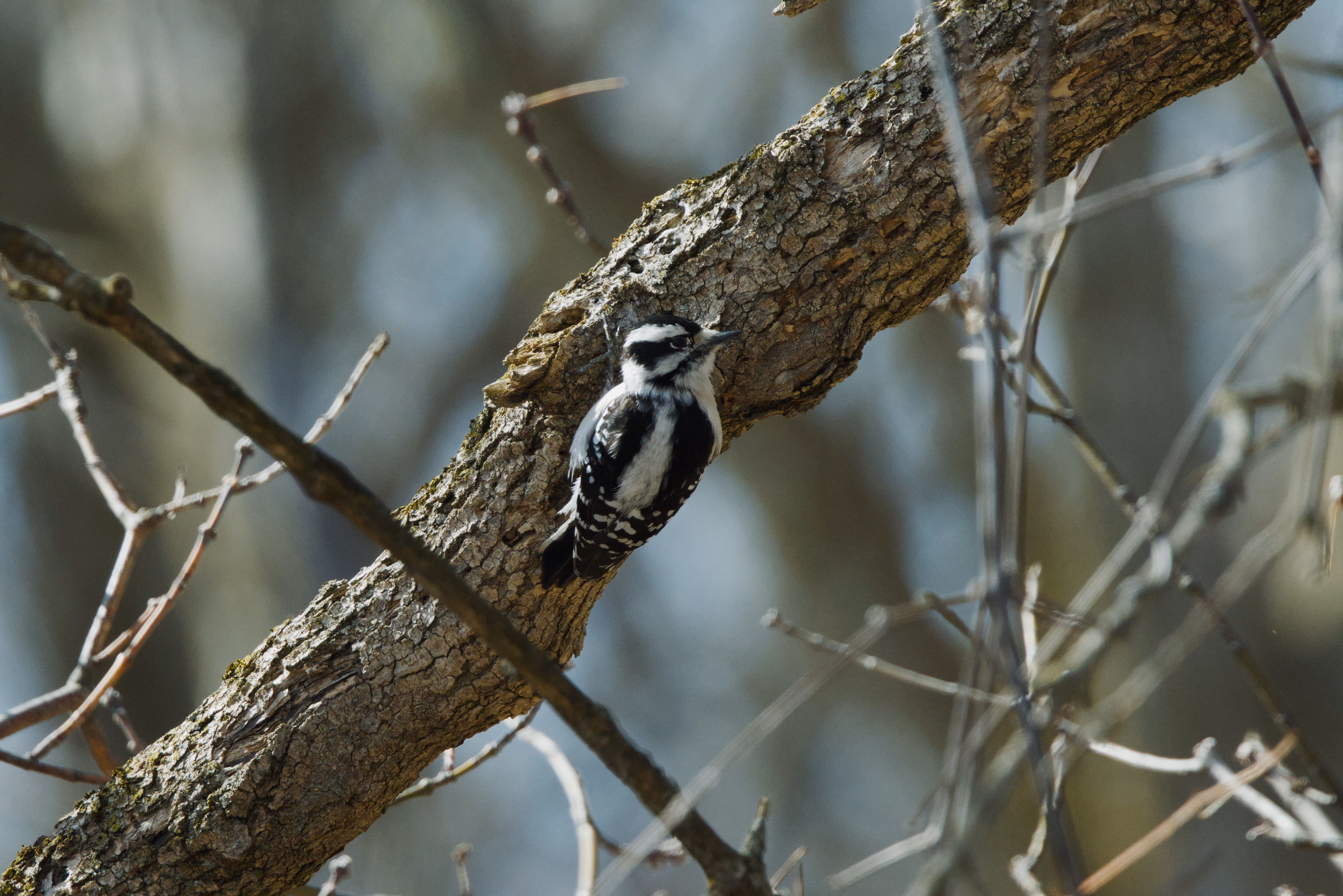 Downy Woodpecker trip cover