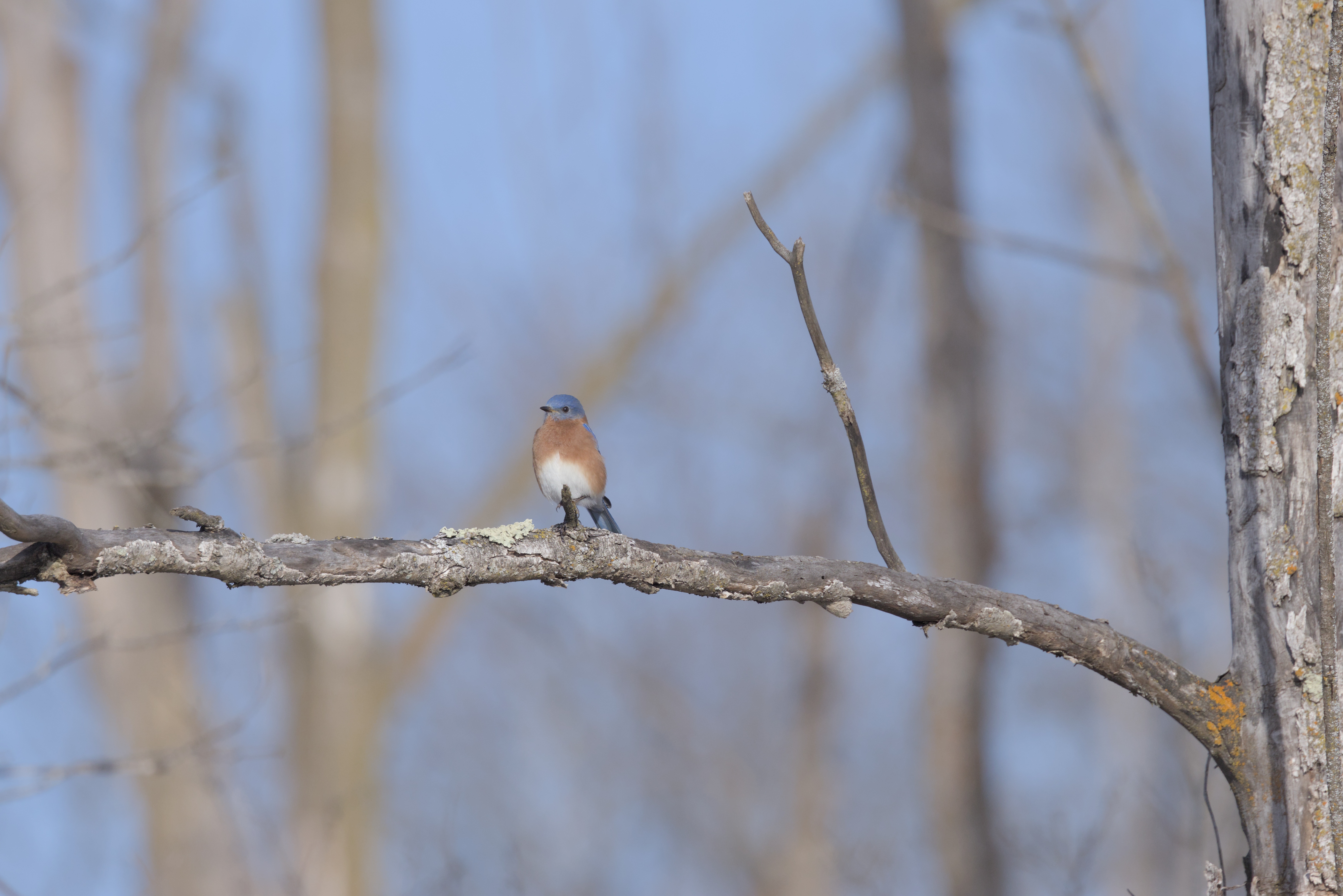 Eastern Bluebird photograph 1
