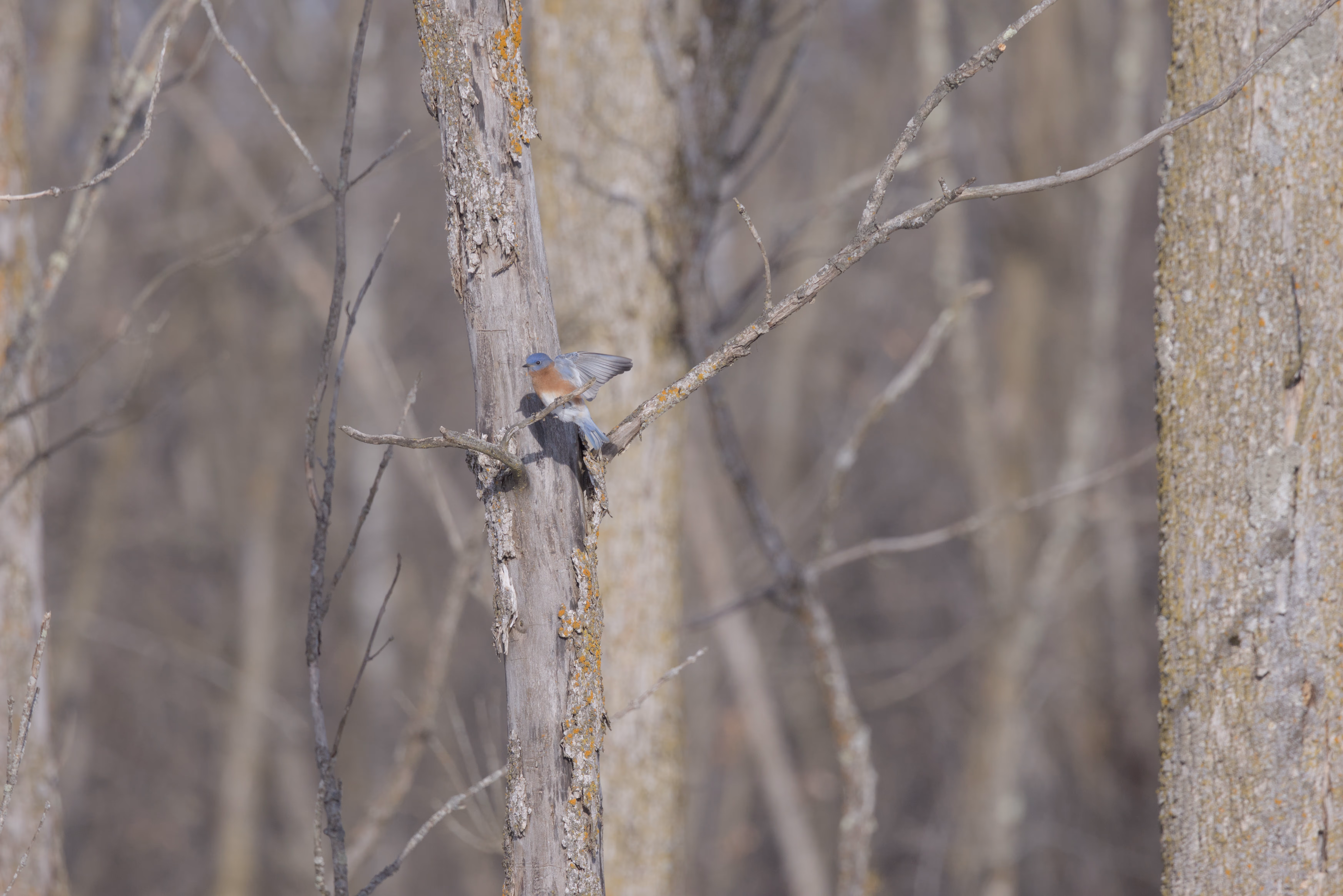 Eastern Bluebird photograph 2