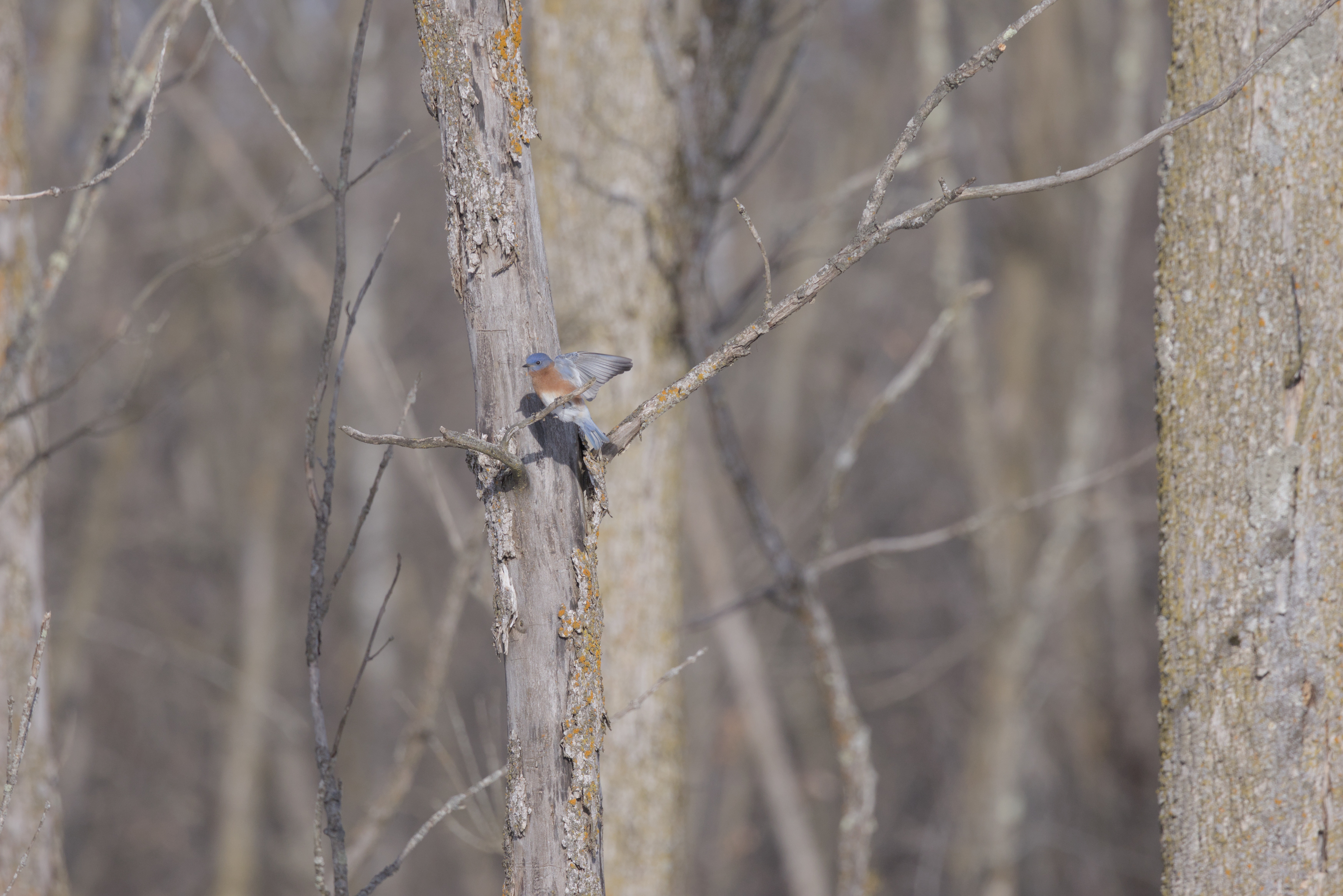 Eastern Bluebird photograph 2