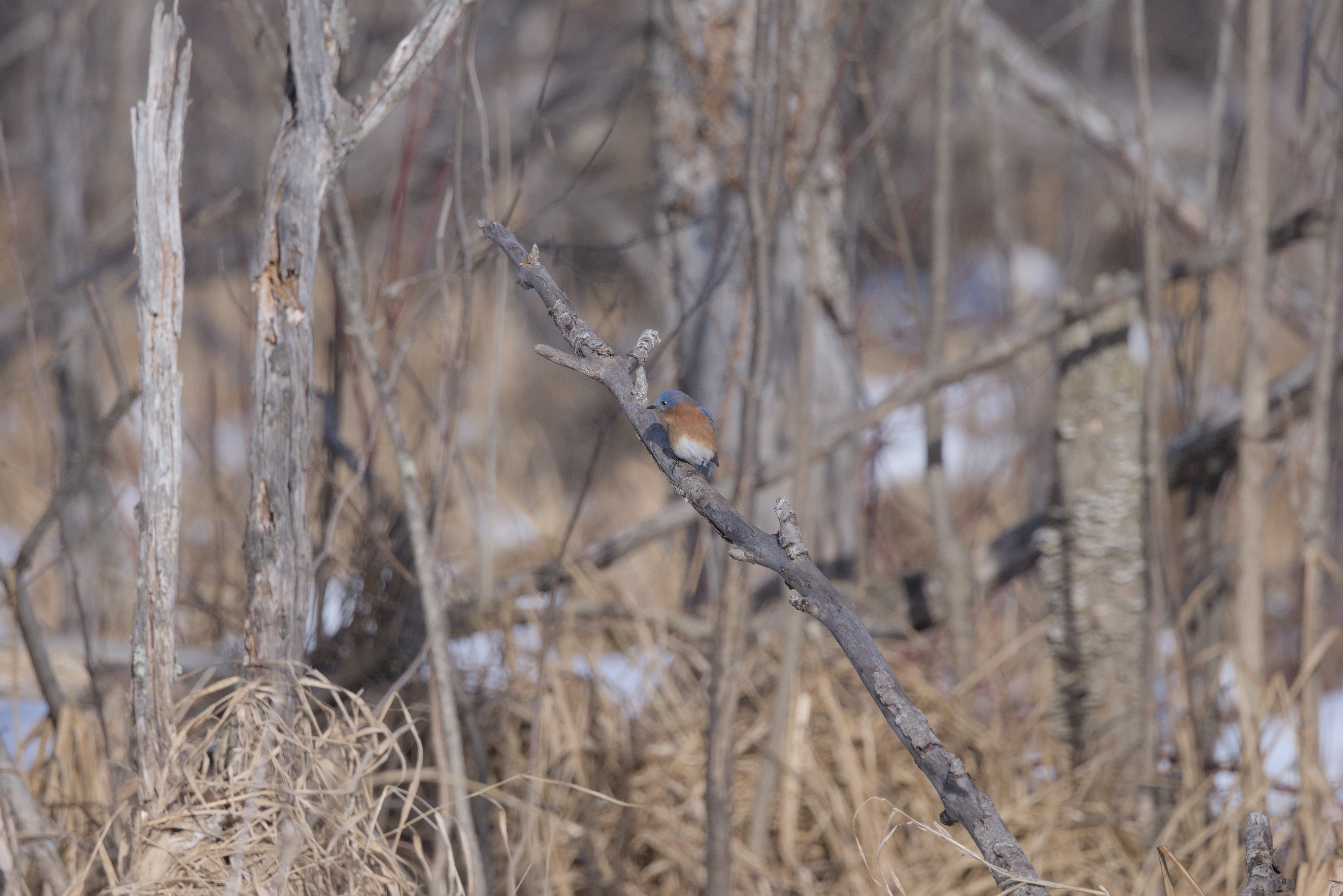 Eastern Bluebird photograph 3